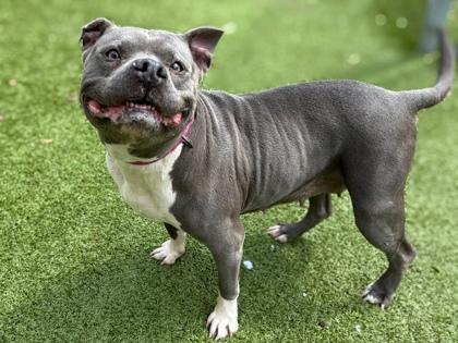 Bluebelle, a Adoptable mixed breed in Gainesville, FL image 2/2