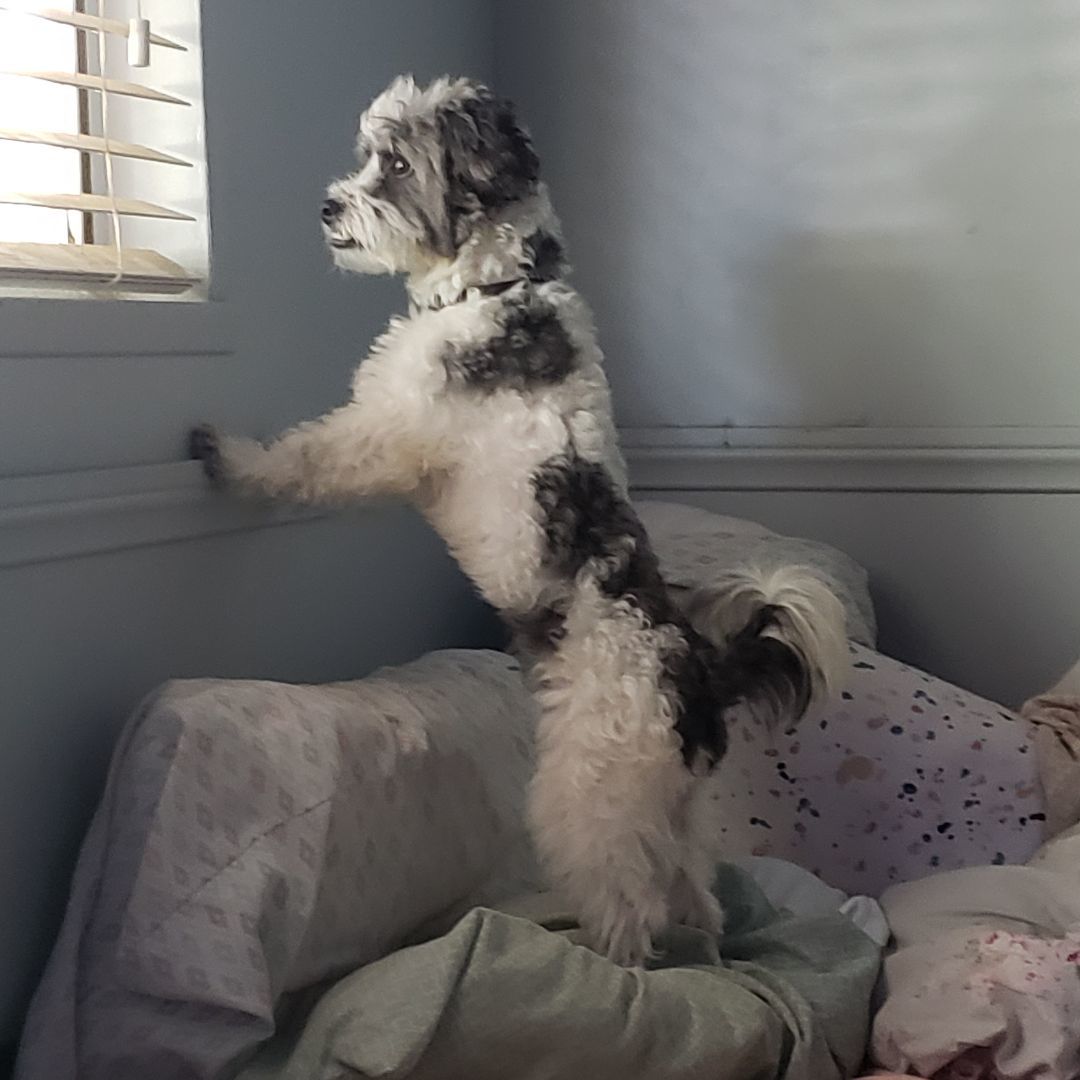 Enlarge Waldo, a Adopted mixed breed in Norco, CA image 1/9