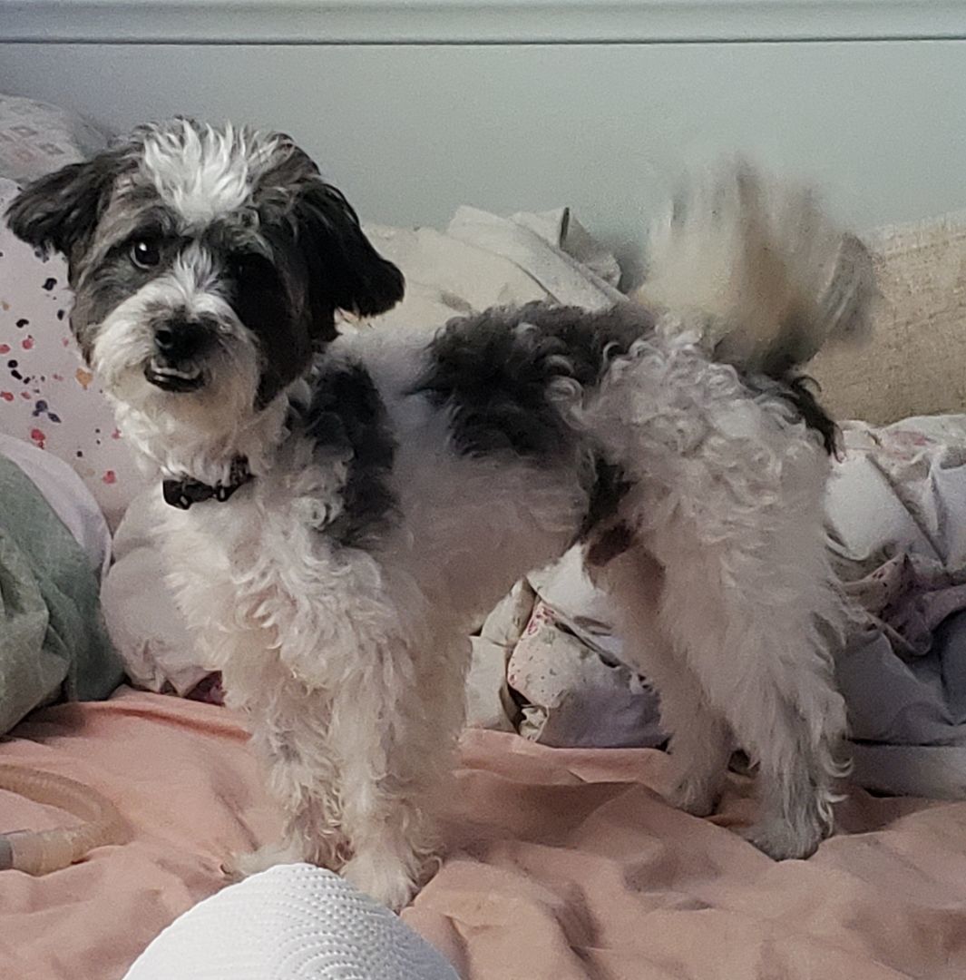 Enlarge Waldo, a Adopted mixed breed in Norco, CA image 2/9