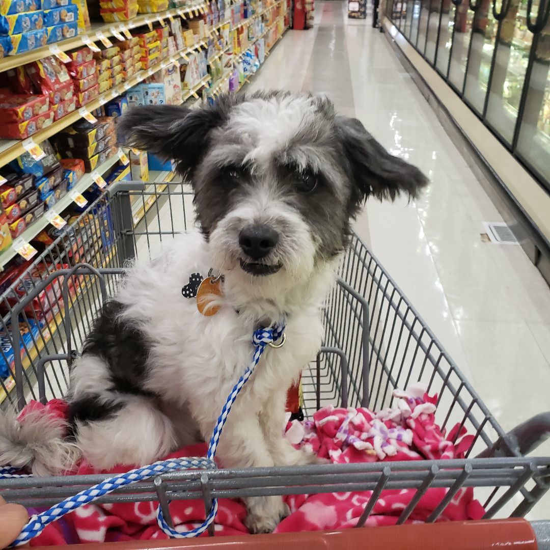 Enlarge Waldo, a Adopted mixed breed in Norco, CA image 3/9