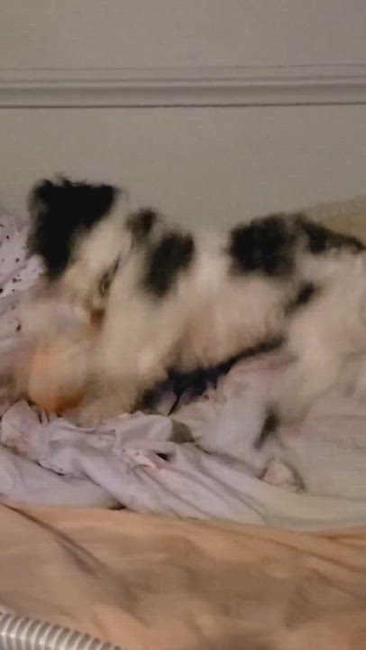 Enlarge Waldo, a Adopted mixed breed in Norco, CA video 9/9