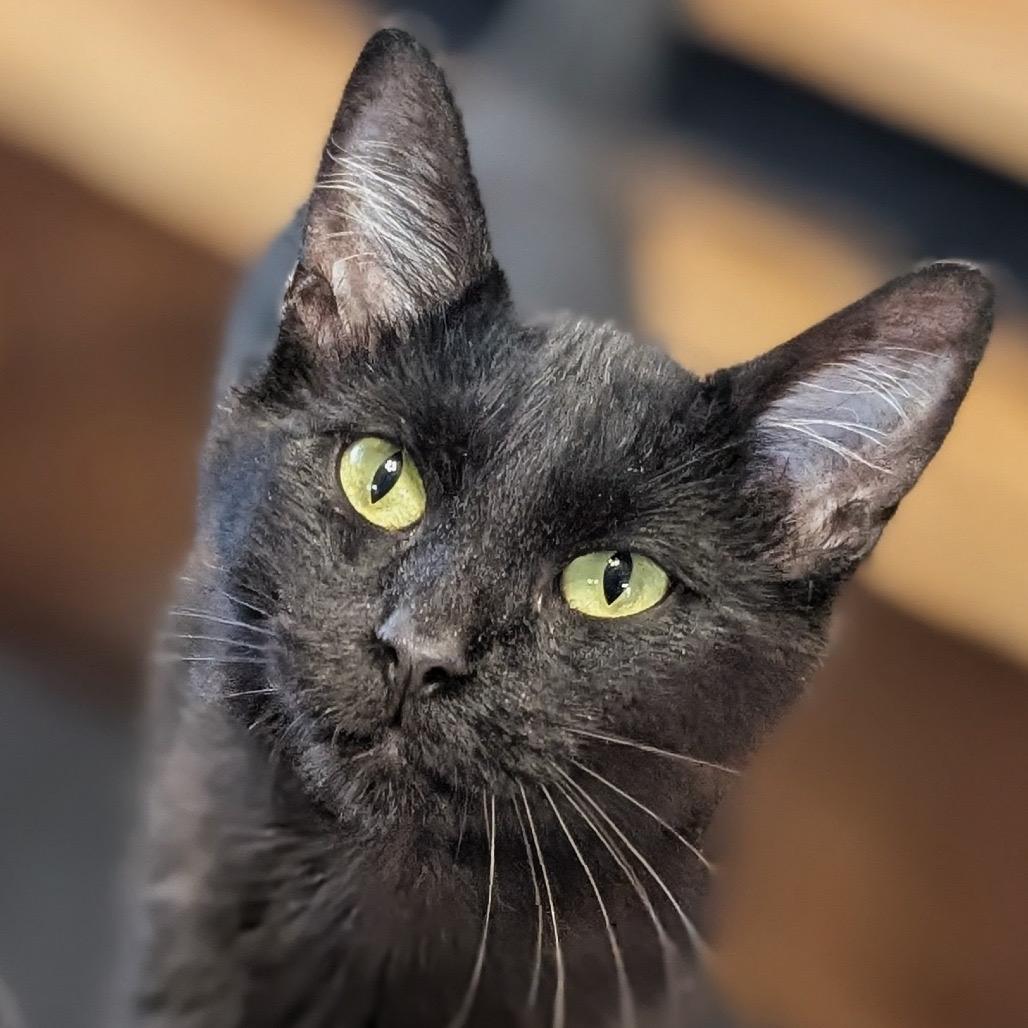 Buffy, Adoptable, Adult Female Domestic Short Hair.