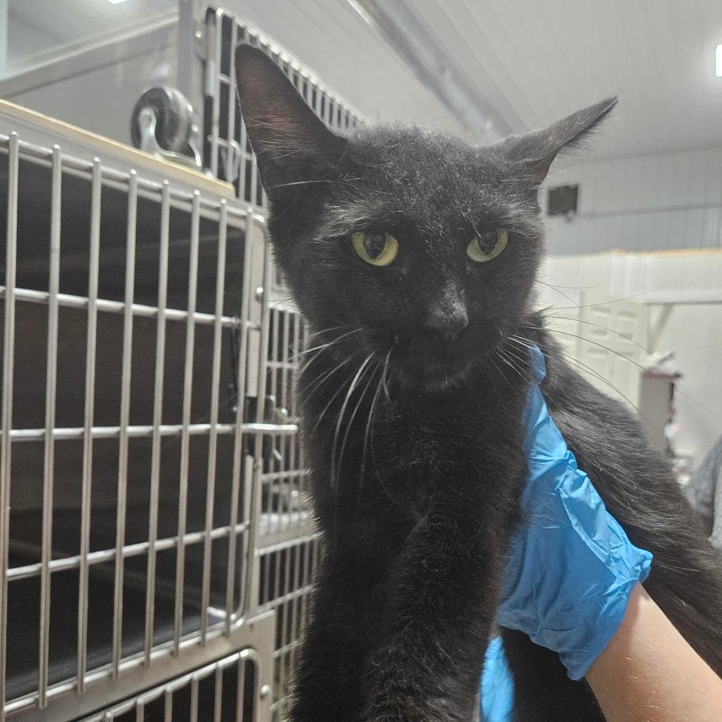 Enlarge Buffy, a Adoptable Domestic Short Hair in Muscatine, IA image 2/6