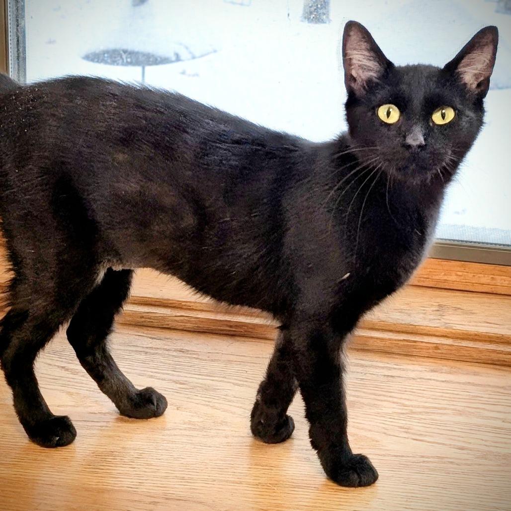 Enlarge Buffy, a Adoptable Domestic Short Hair in Muscatine, IA image 5/6