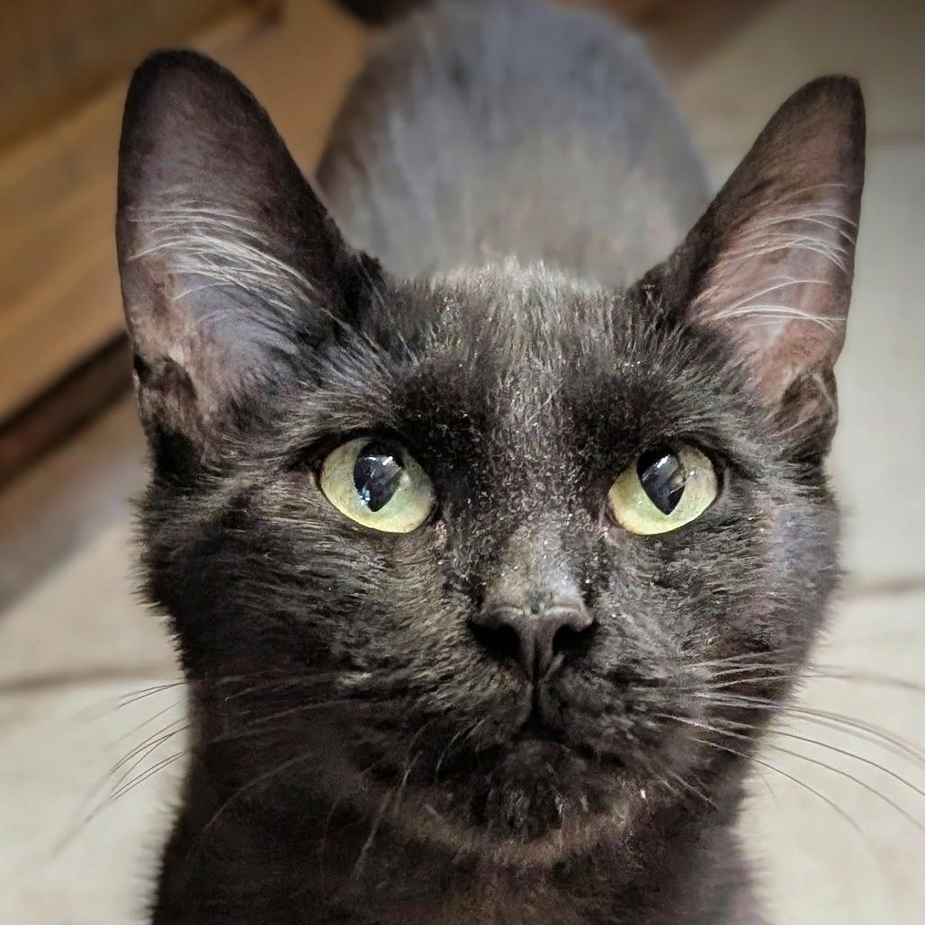 Enlarge Buffy, a Adoptable Domestic Short Hair in Muscatine, IA image 6/6