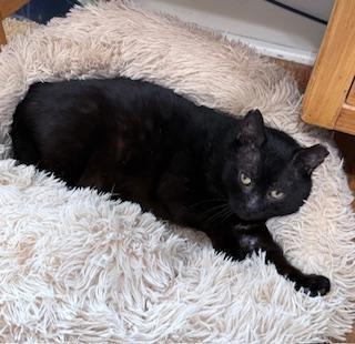 Enlarge Black Jack, a ADOPTABLE Domestic Short Hair in Berkeley Springs, WV image 2/3