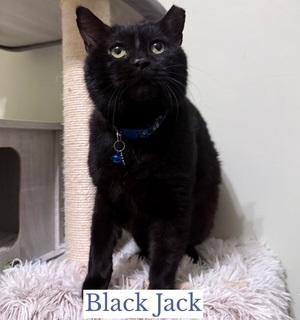 Black Jack, a ADOPTABLE Domestic Short Hair in Berkeley Springs, WV image 2/3