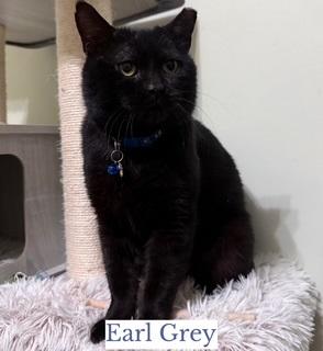 Black Jack, ADOPTABLE, Adult Male Domestic Short Hair.