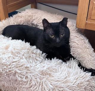 Enlarge Black Jack, a ADOPTABLE Domestic Short Hair in Berkeley Springs, WV image 3/3