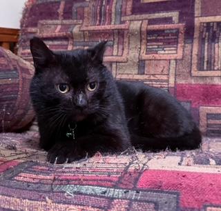 Enlarge Black Jack, a ADOPTABLE Domestic Short Hair in Berkeley Springs, WV image 1/3
