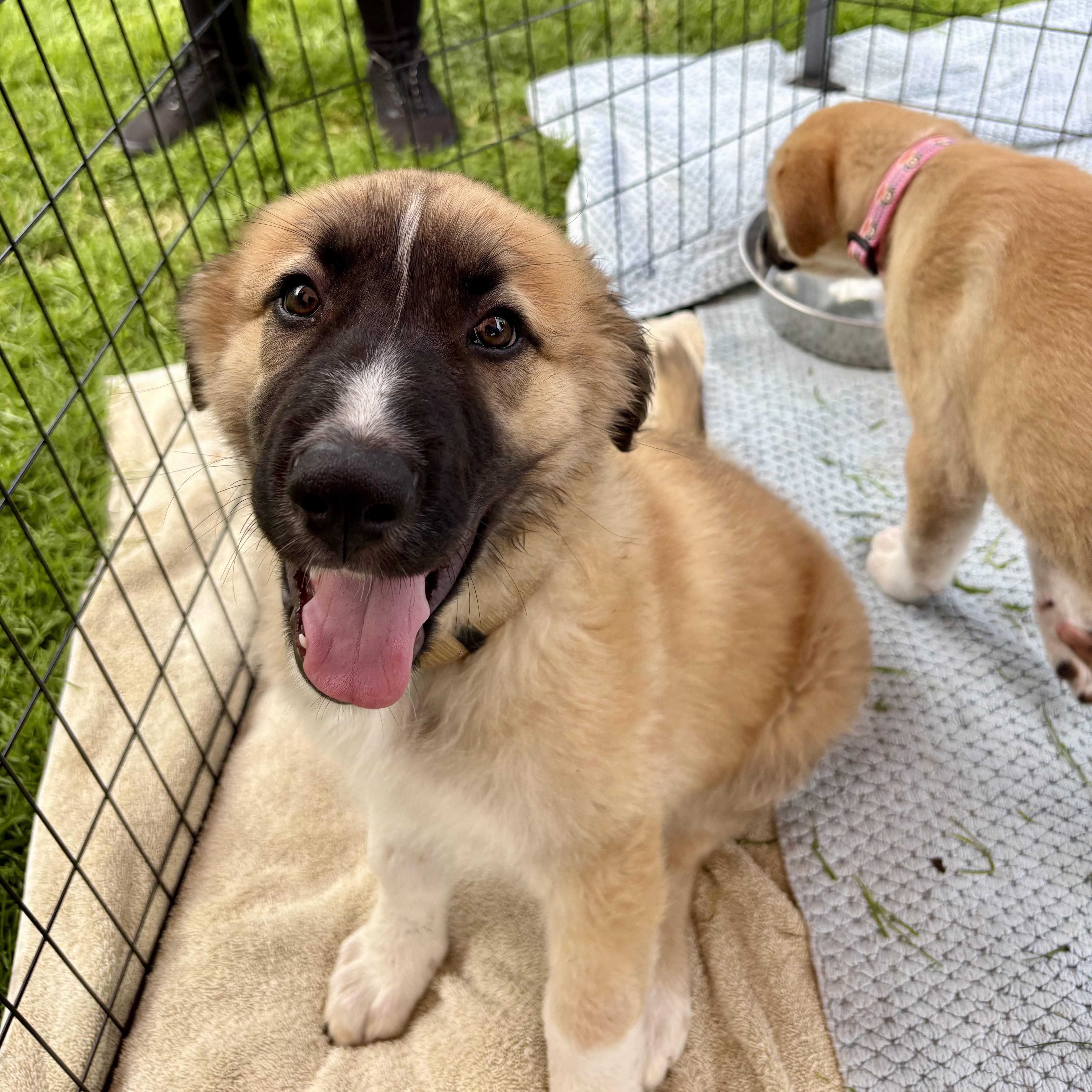 Enlarge Mufasa, an adopted mixed breed in Burlingame, CA image 3/3