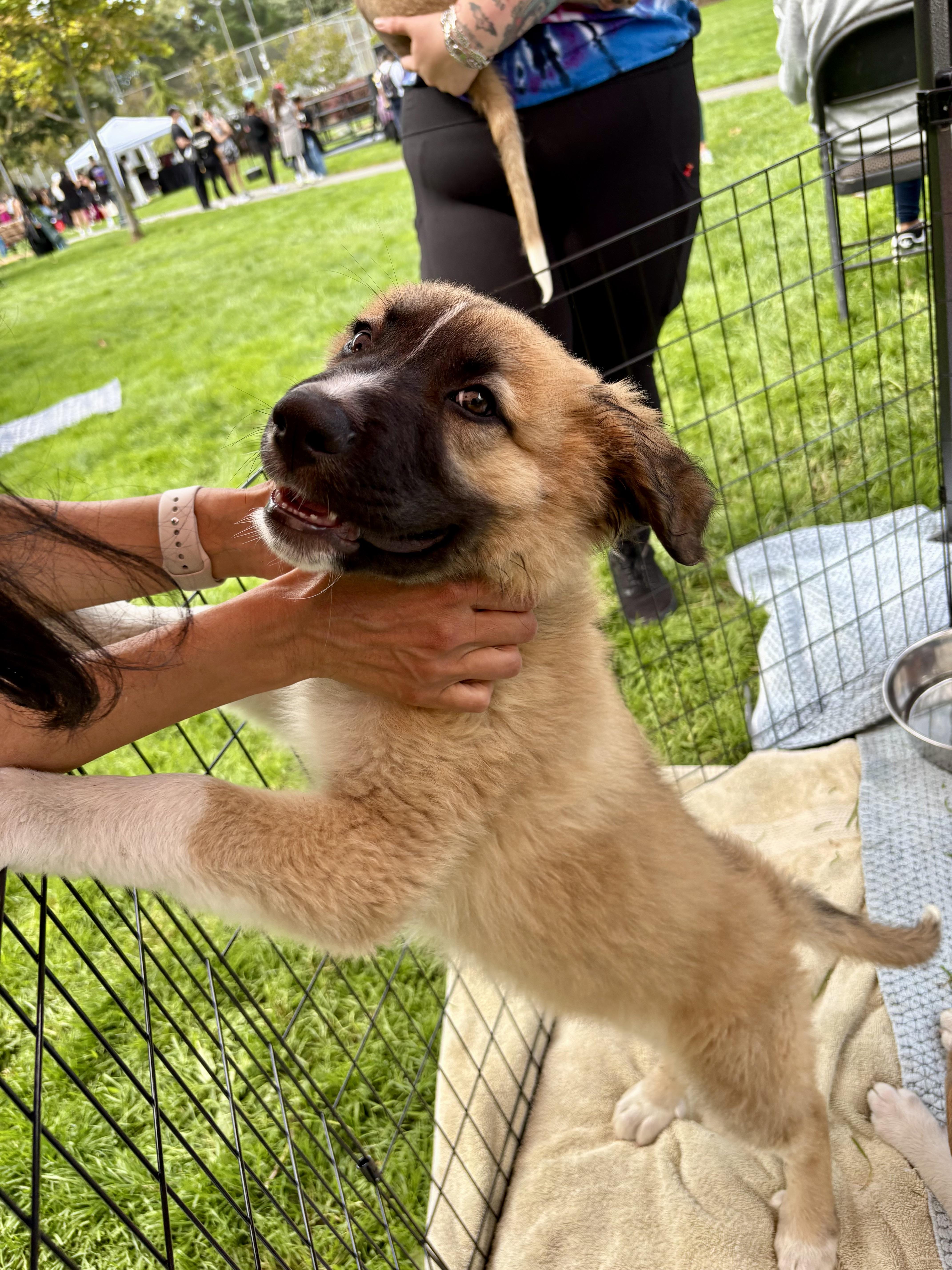 Enlarge Mufasa, an adopted mixed breed in Burlingame, CA image 2/3