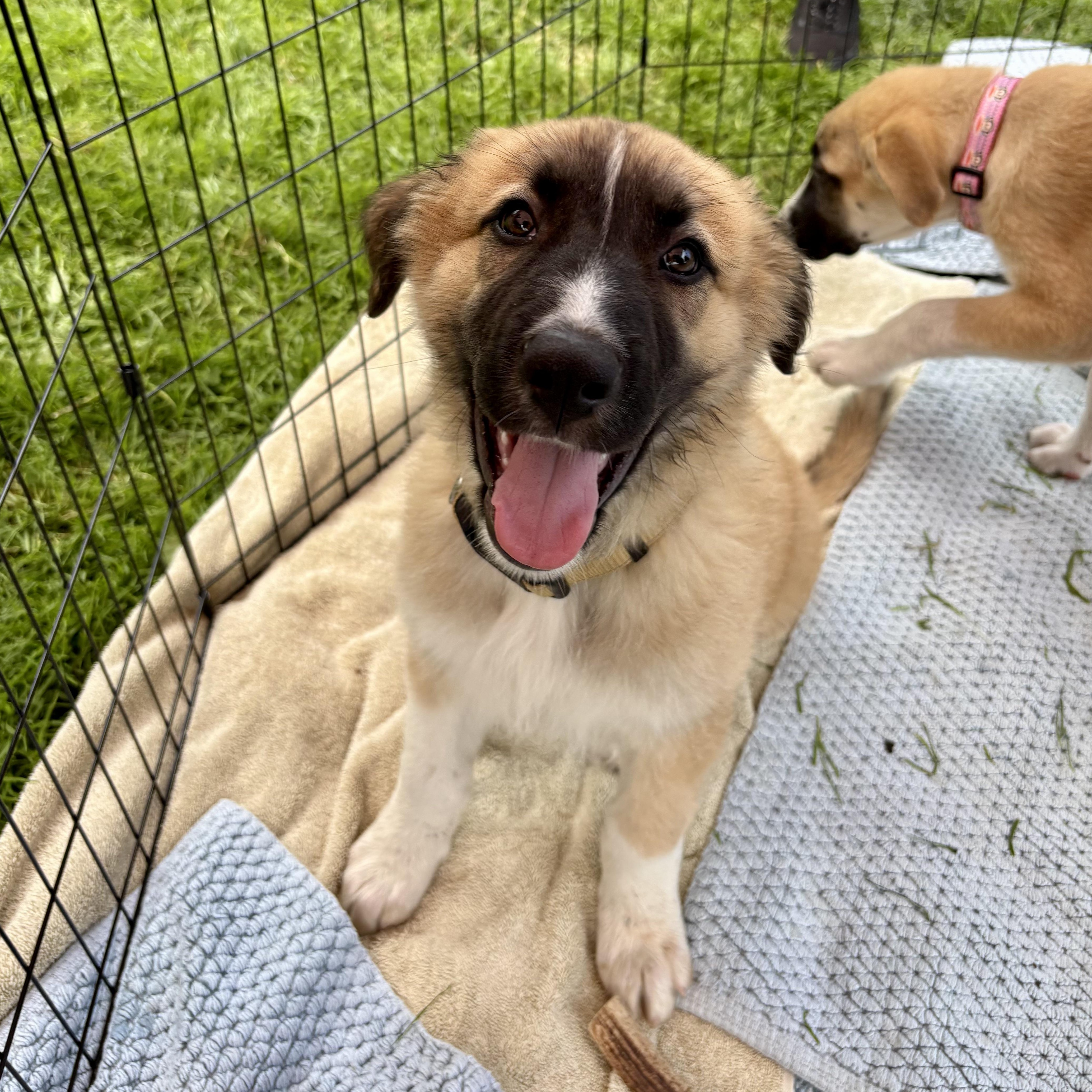 Mufasa, adopted, Puppy Male Anatolian Shepherd & Great Pyrenees.