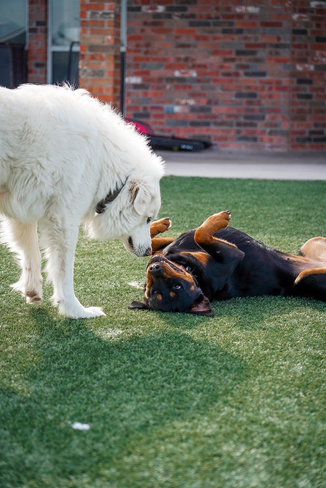 Enlarge Candace, a Adoptable Rottweiler in Mckinney, TX image 3/4