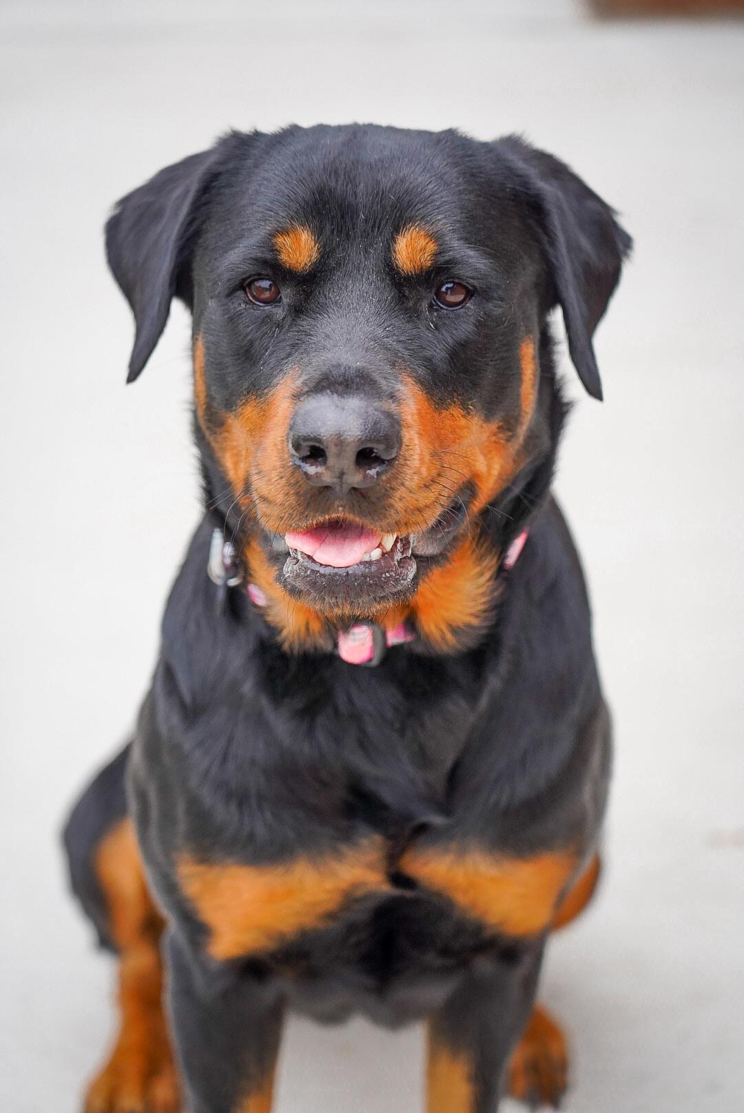 Candace, Adoptable, Adult Female Rottweiler.