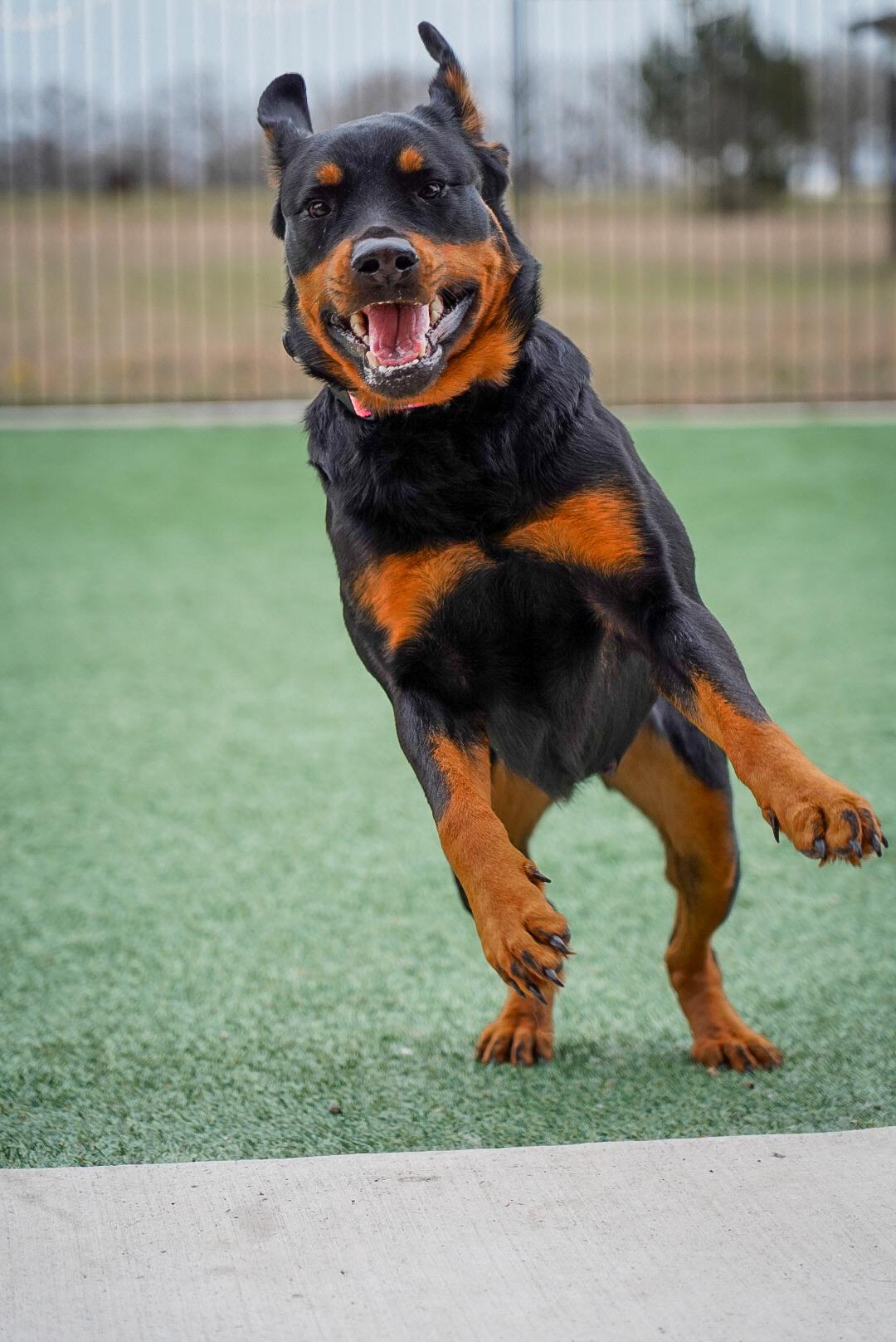 Enlarge Candace, a Adoptable Rottweiler in Mckinney, TX image 4/4