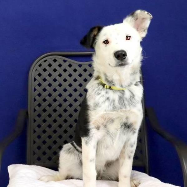 Enlarge Tilly, a Adoptable mixed breed in Fort Davis, TX image 1/2