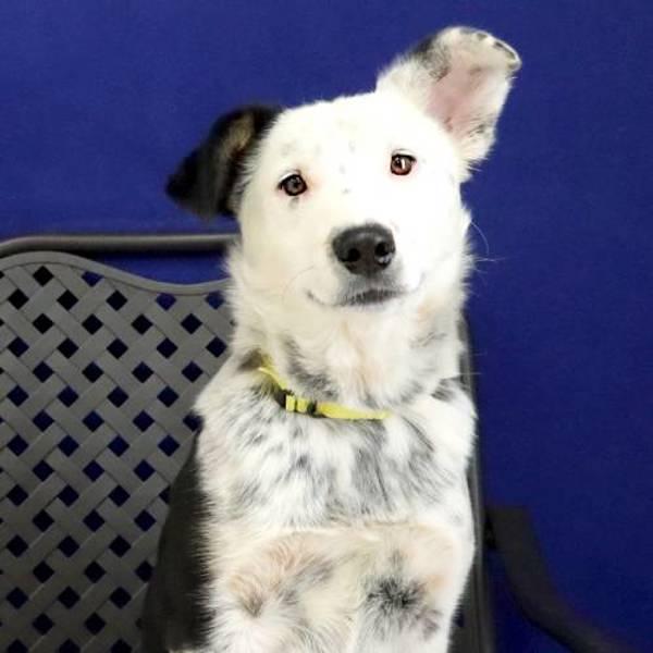 Enlarge Tilly, a Adoptable mixed breed in Fort Davis, TX image 2/2