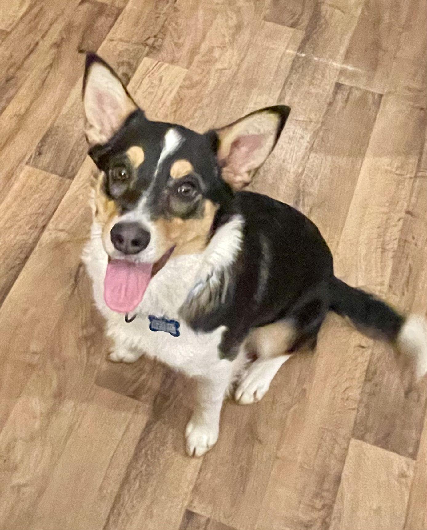 Tori - adopted, adopted, Young Female Mixed Breed.