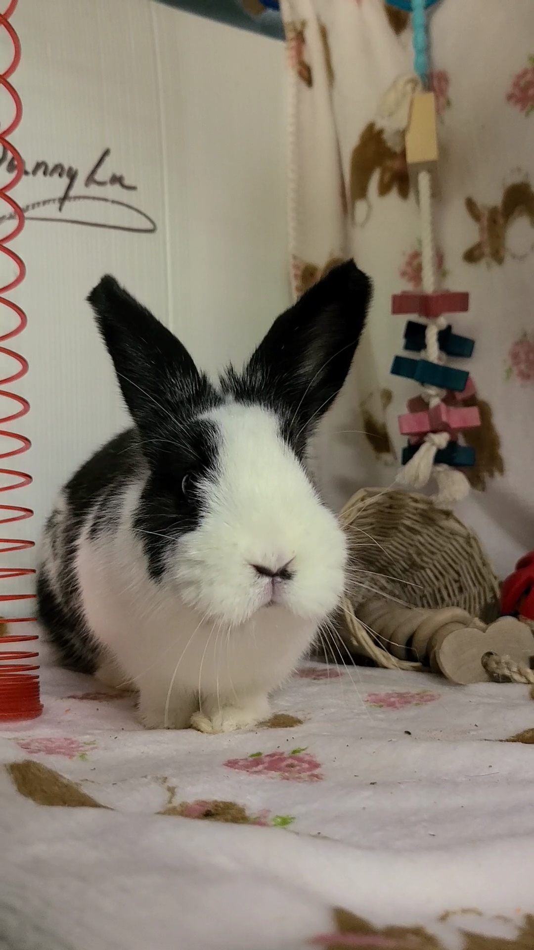 Enlarge Phoebe, an adopted Dwarf in Waynesboro, VA image 4/6