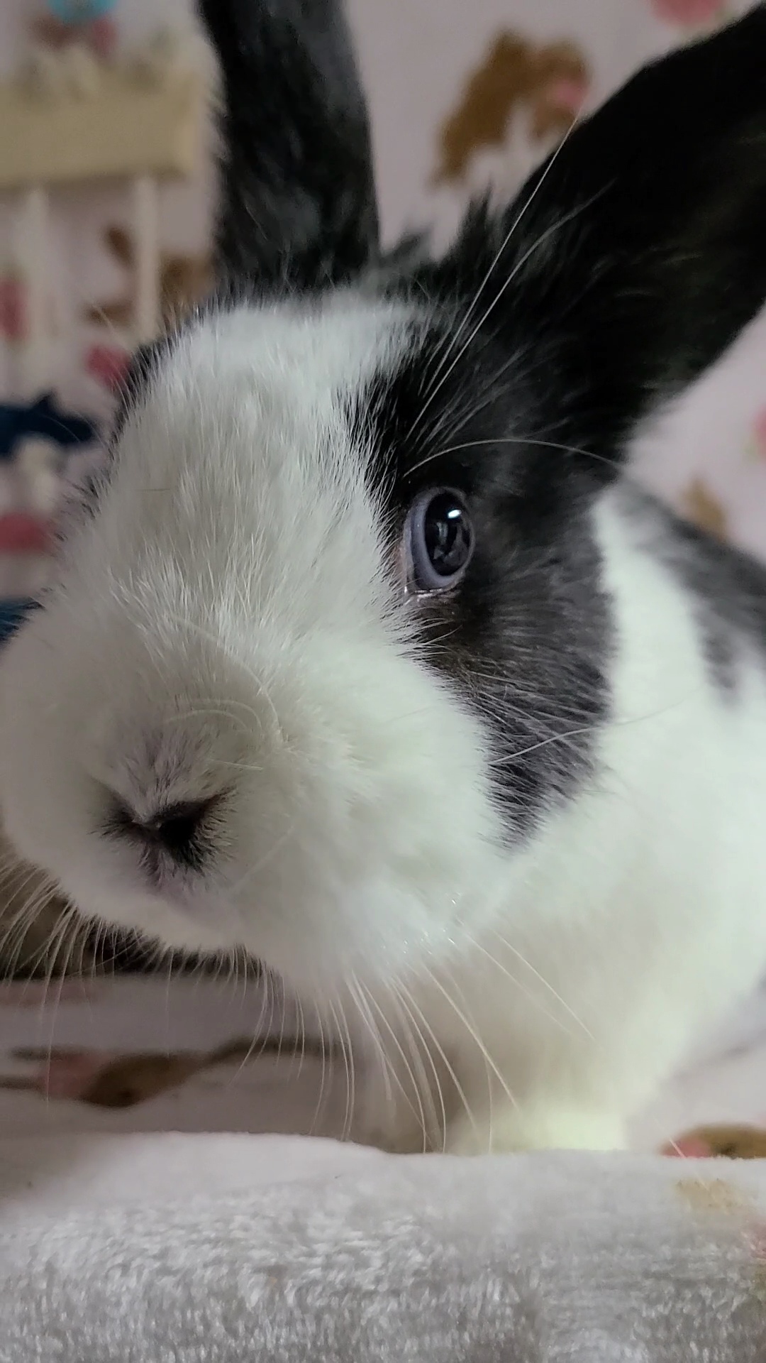 Enlarge Phoebe, an adopted Dwarf in Waynesboro, VA image 2/6