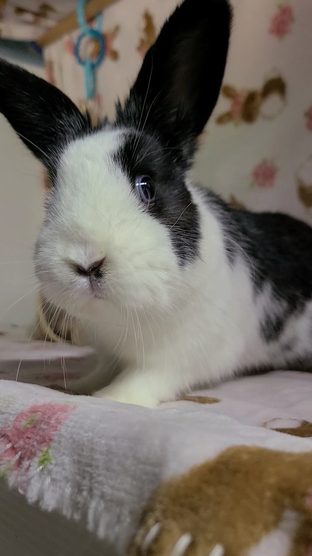 Enlarge Phoebe, an adopted Dwarf in Waynesboro, VA image 5/6