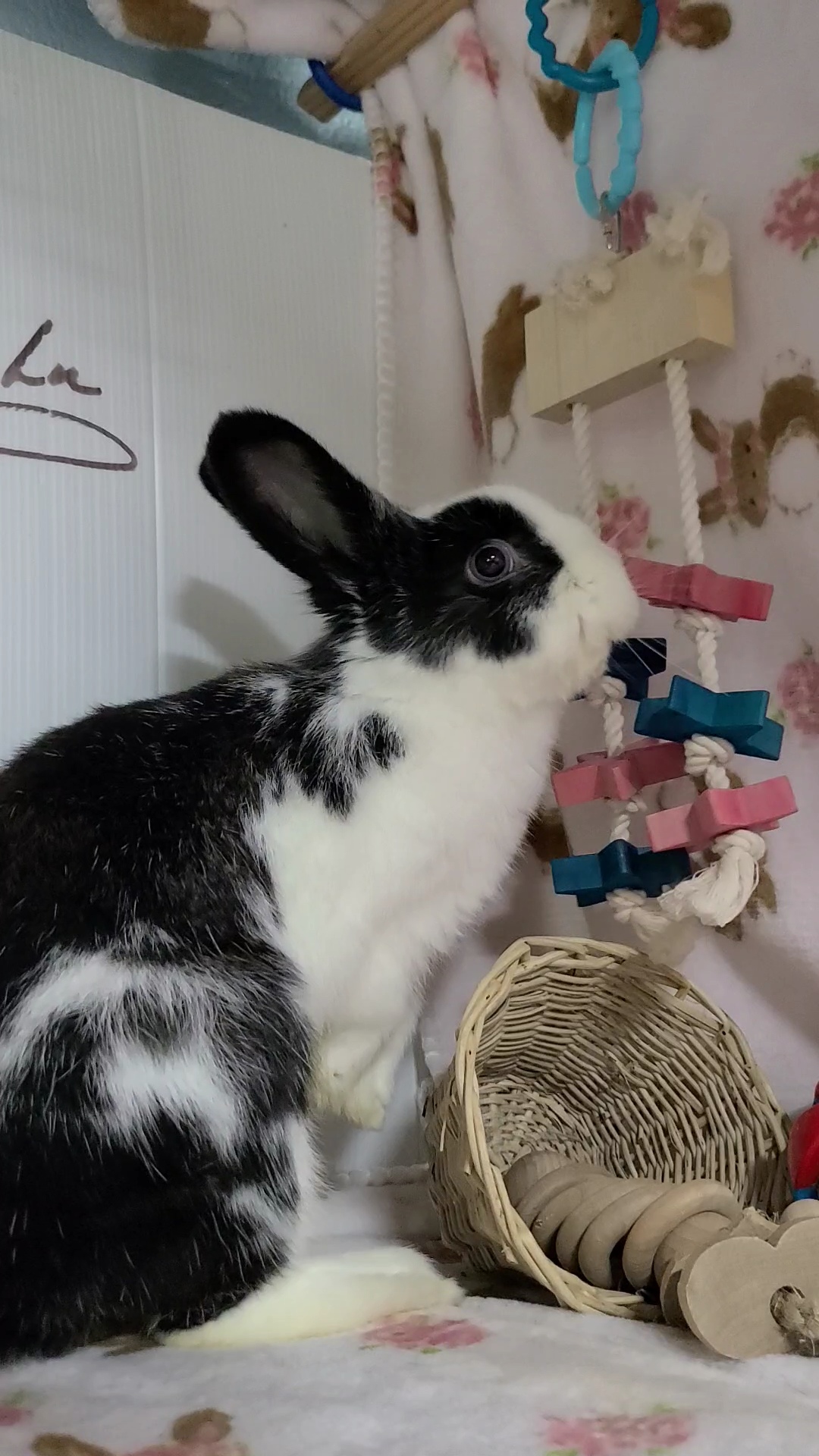 Enlarge Phoebe, an adopted Dwarf in Waynesboro, VA image 6/6