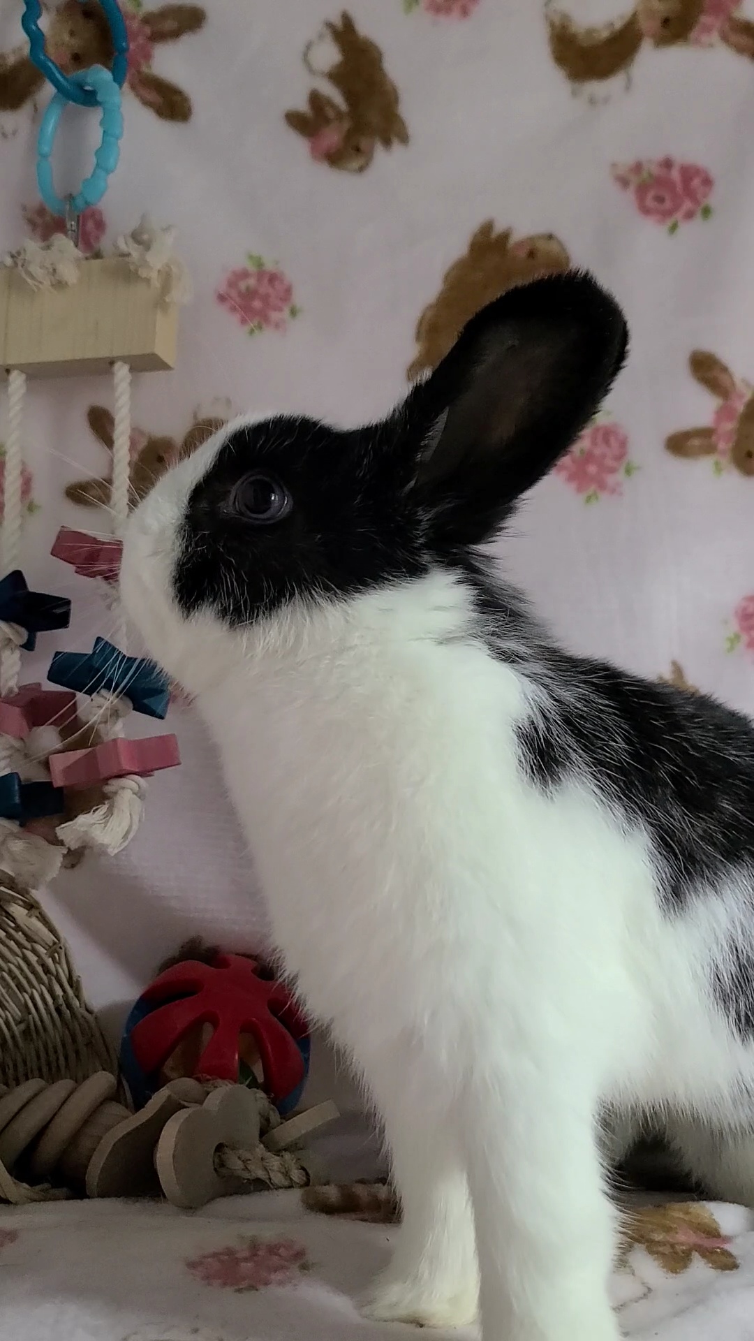 Enlarge Phoebe, an adopted Dwarf in Waynesboro, VA image 3/6