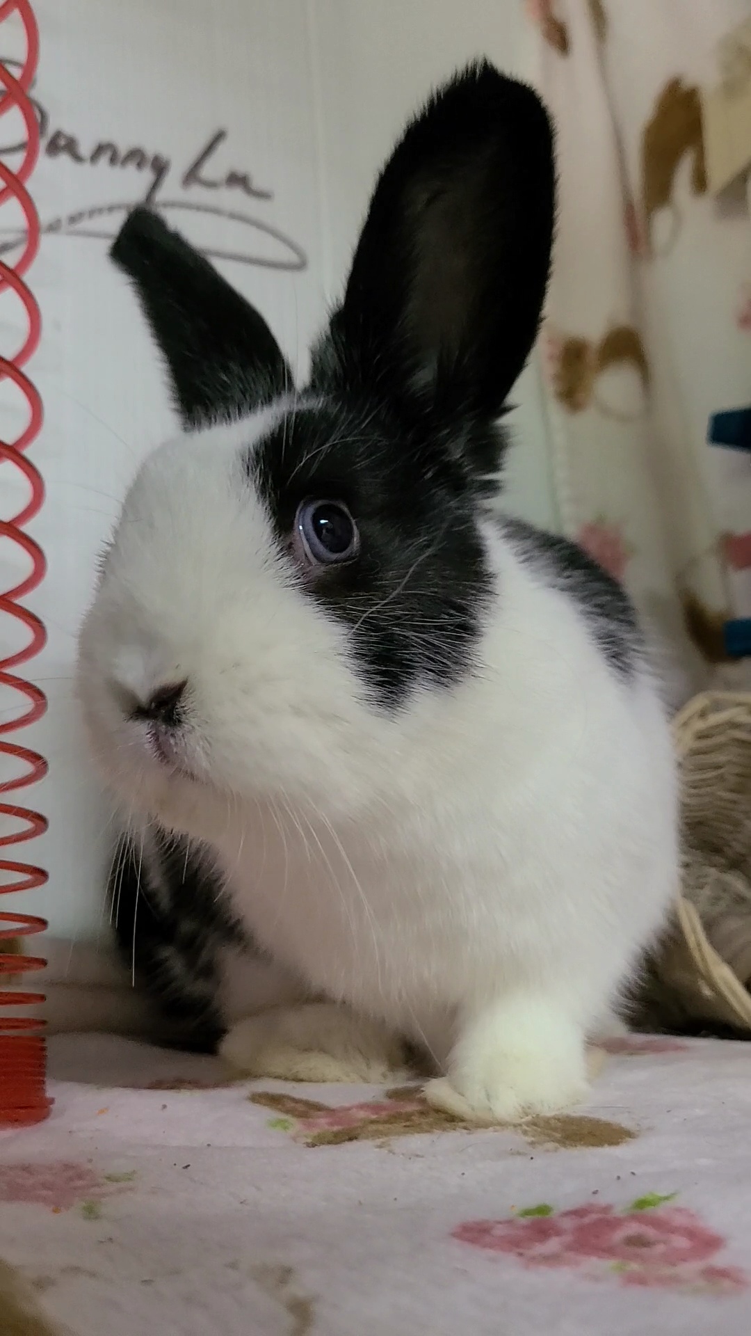 Enlarge Phoebe, an adopted Dwarf in Waynesboro, VA image 1/6