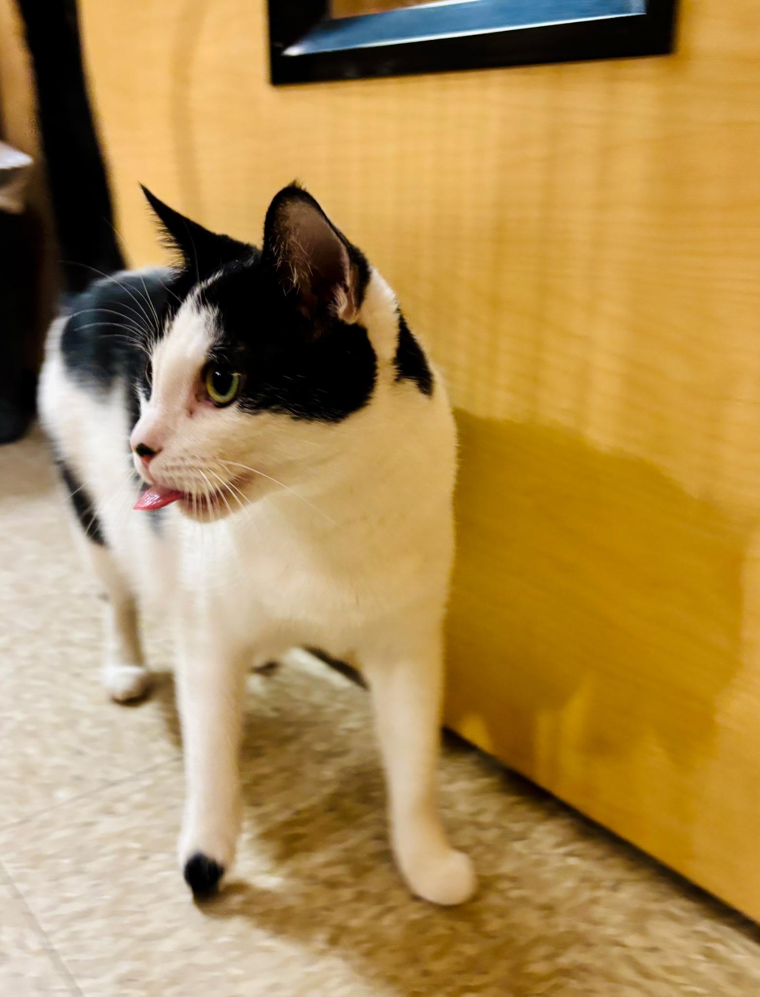 Dave, Adult Male Domestic Short Hair