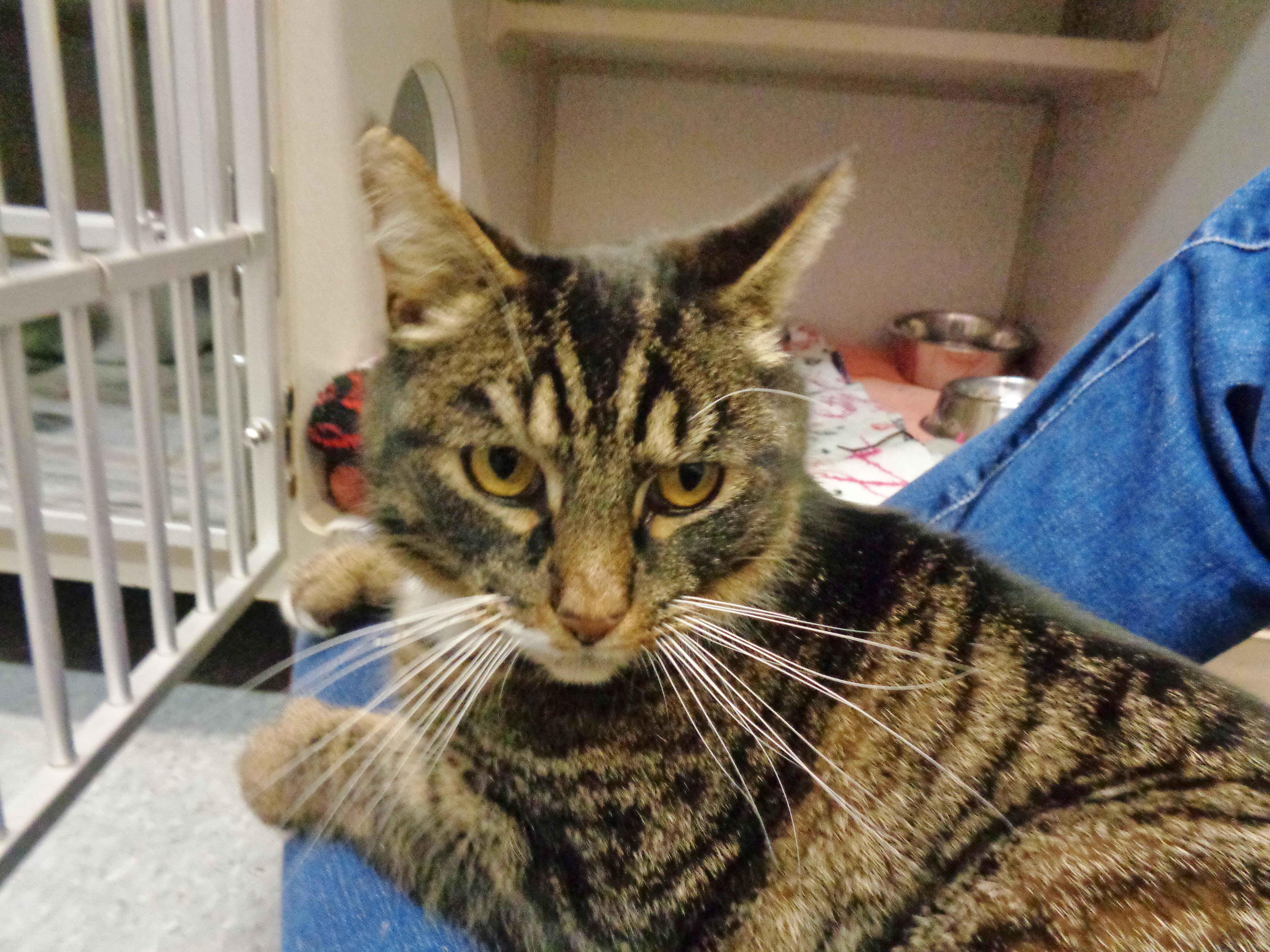 Enlarge GARNET, a ADOPTABLE Tiger in Delhi, NY image 5/6