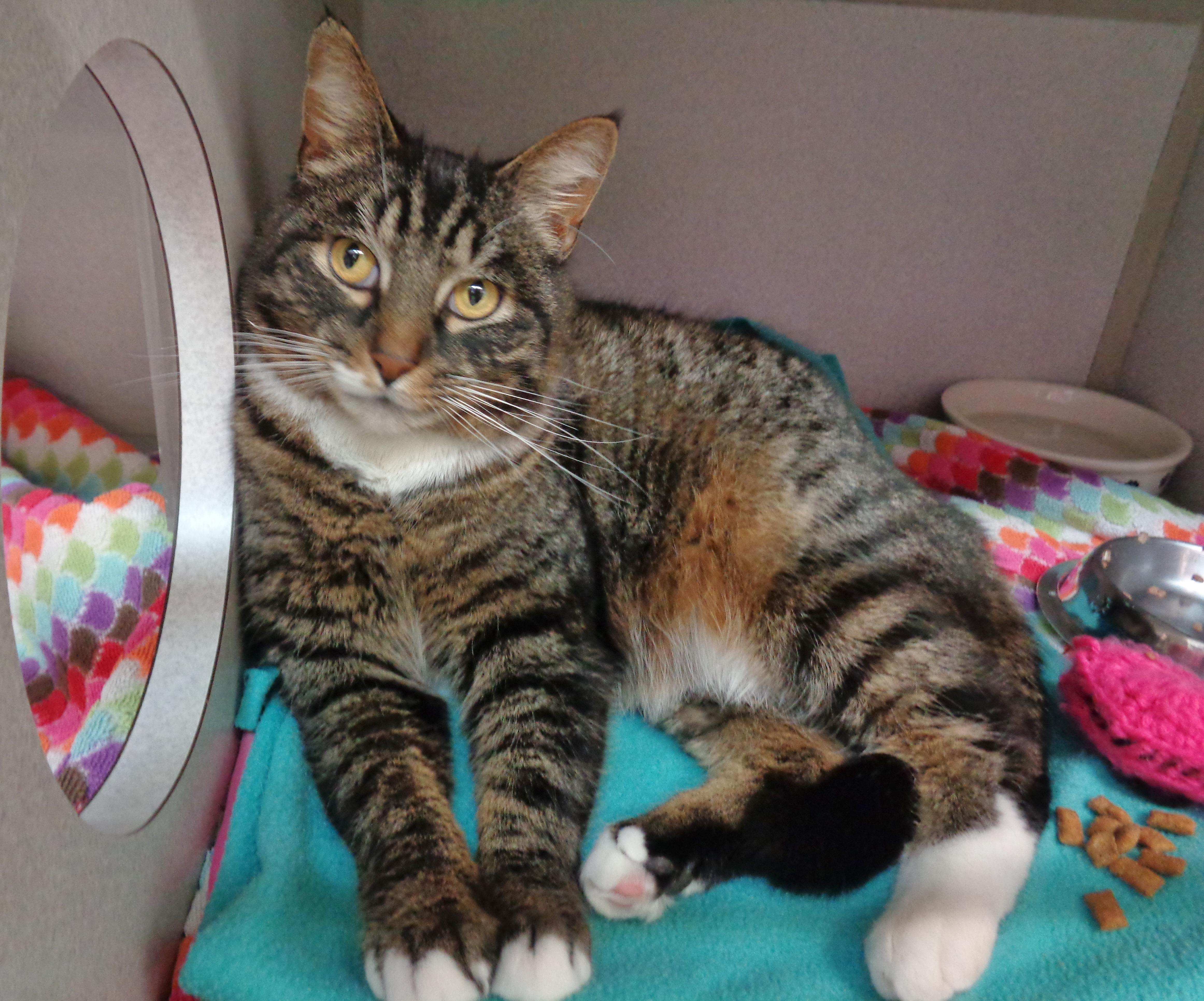 Enlarge GARNET, a ADOPTABLE Tiger in Delhi, NY image 3/6