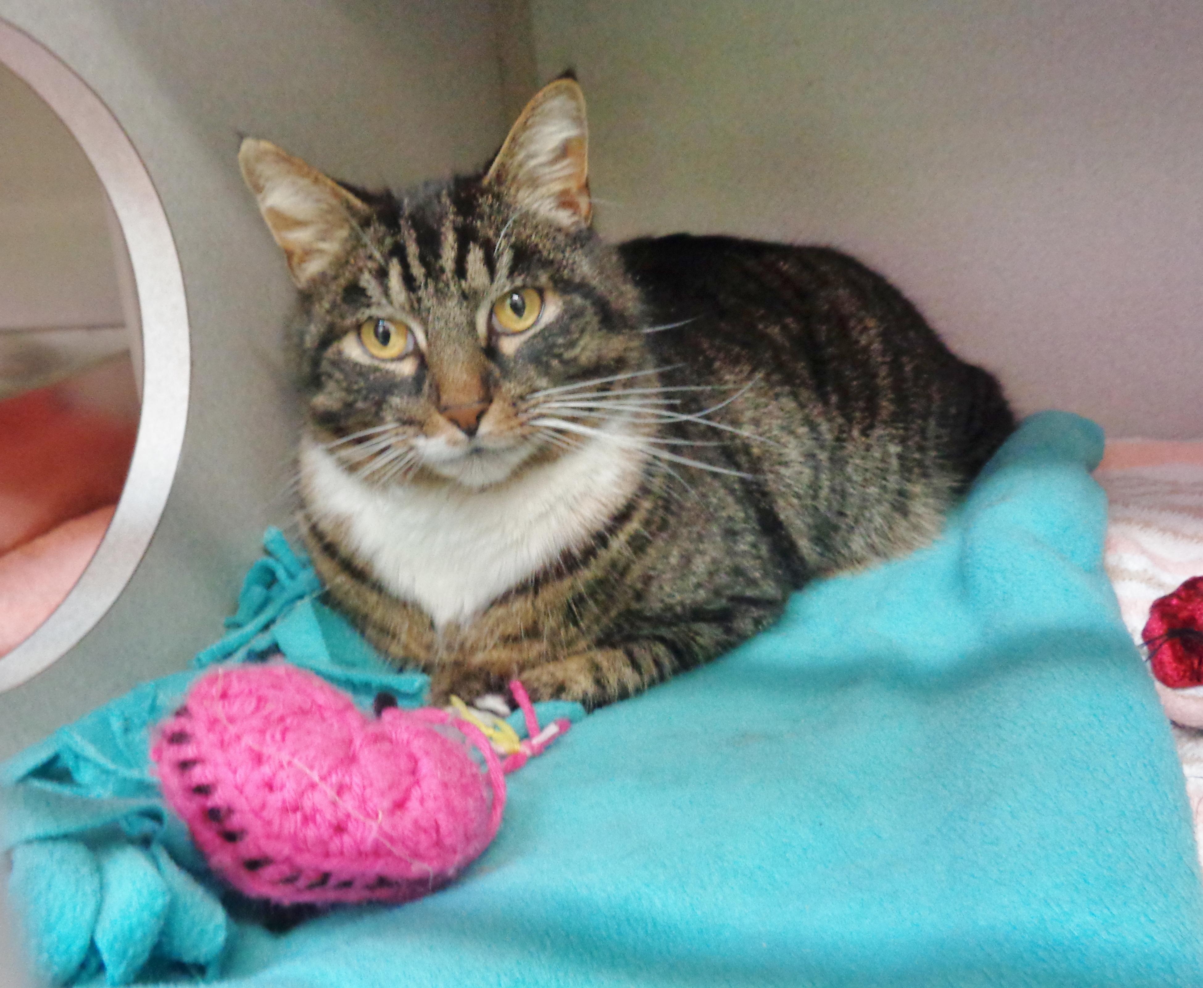 Enlarge GARNET, a ADOPTABLE Tiger in Delhi, NY image 4/6