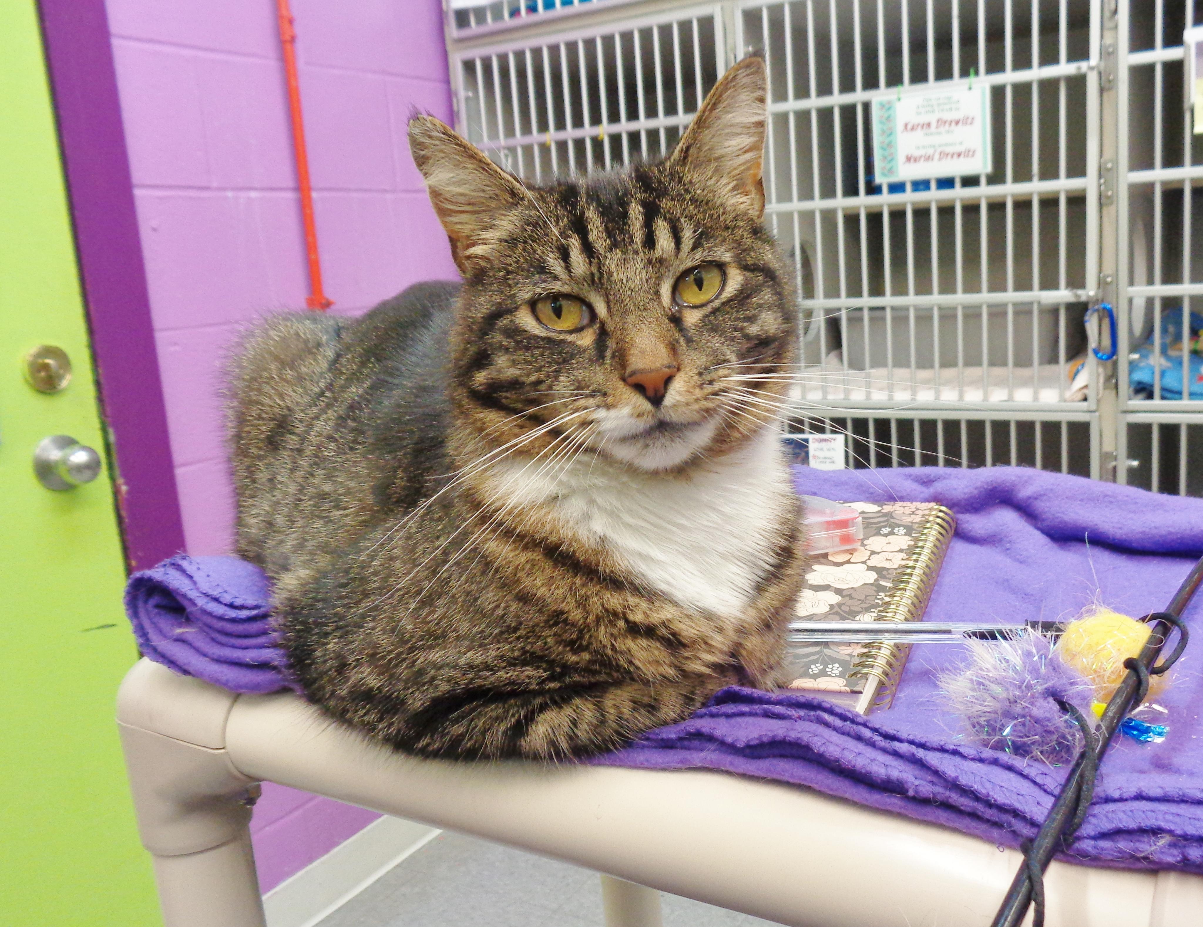 GARNET, ADOPTABLE, Adult Male Tiger.