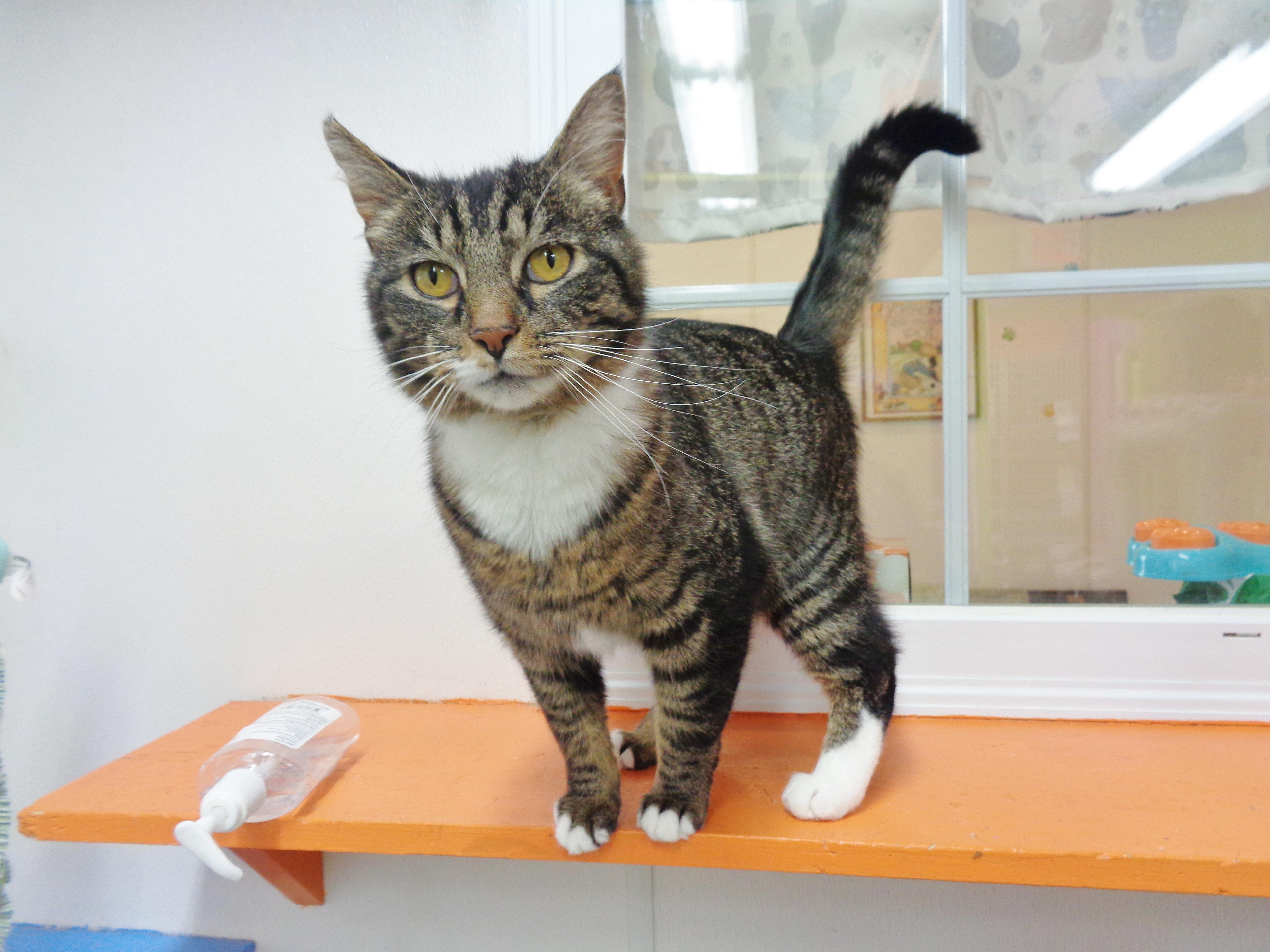 Enlarge GARNET, a ADOPTABLE Tiger in Delhi, NY image 2/6