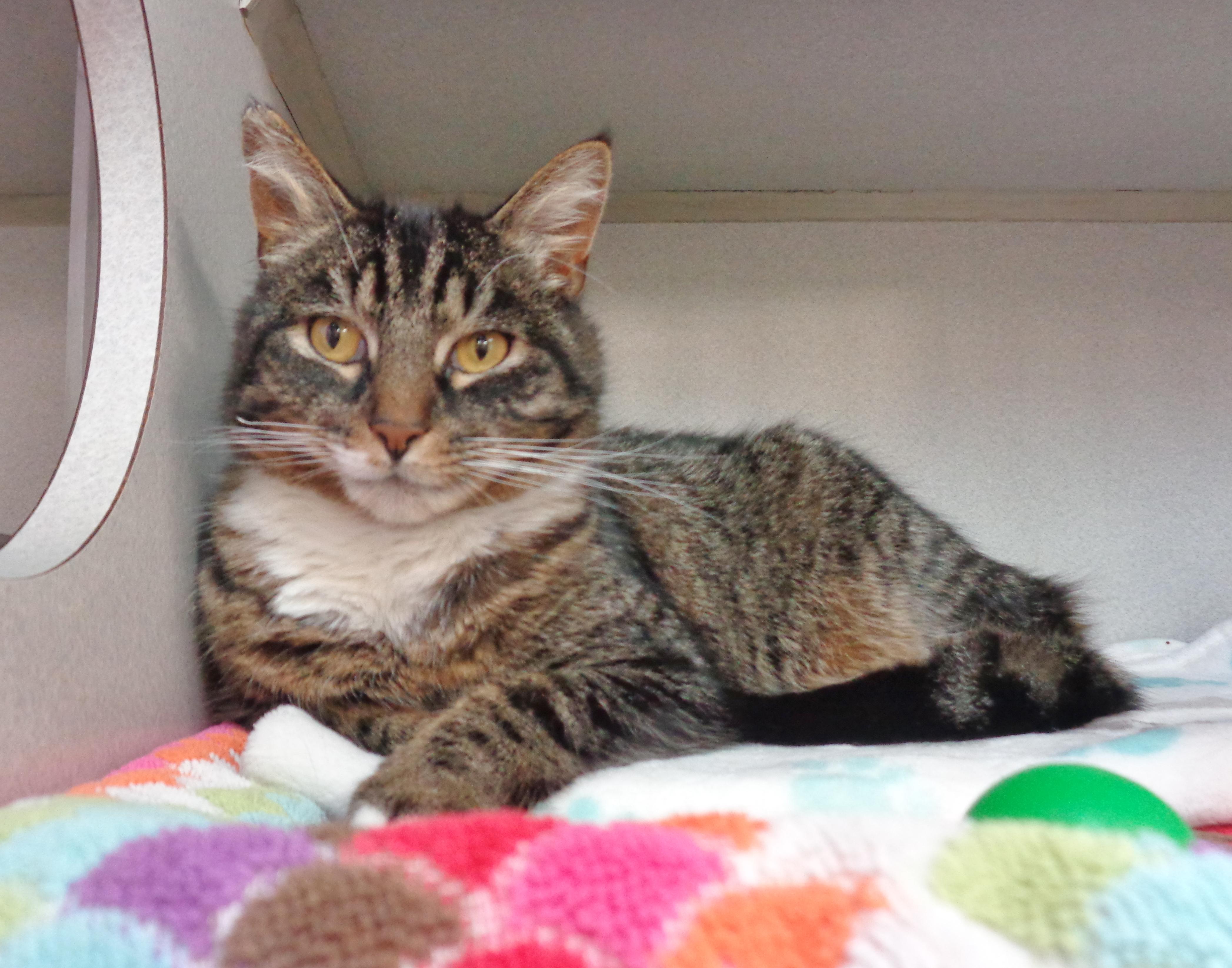 Enlarge GARNET, a ADOPTABLE Tiger in Delhi, NY image 6/6