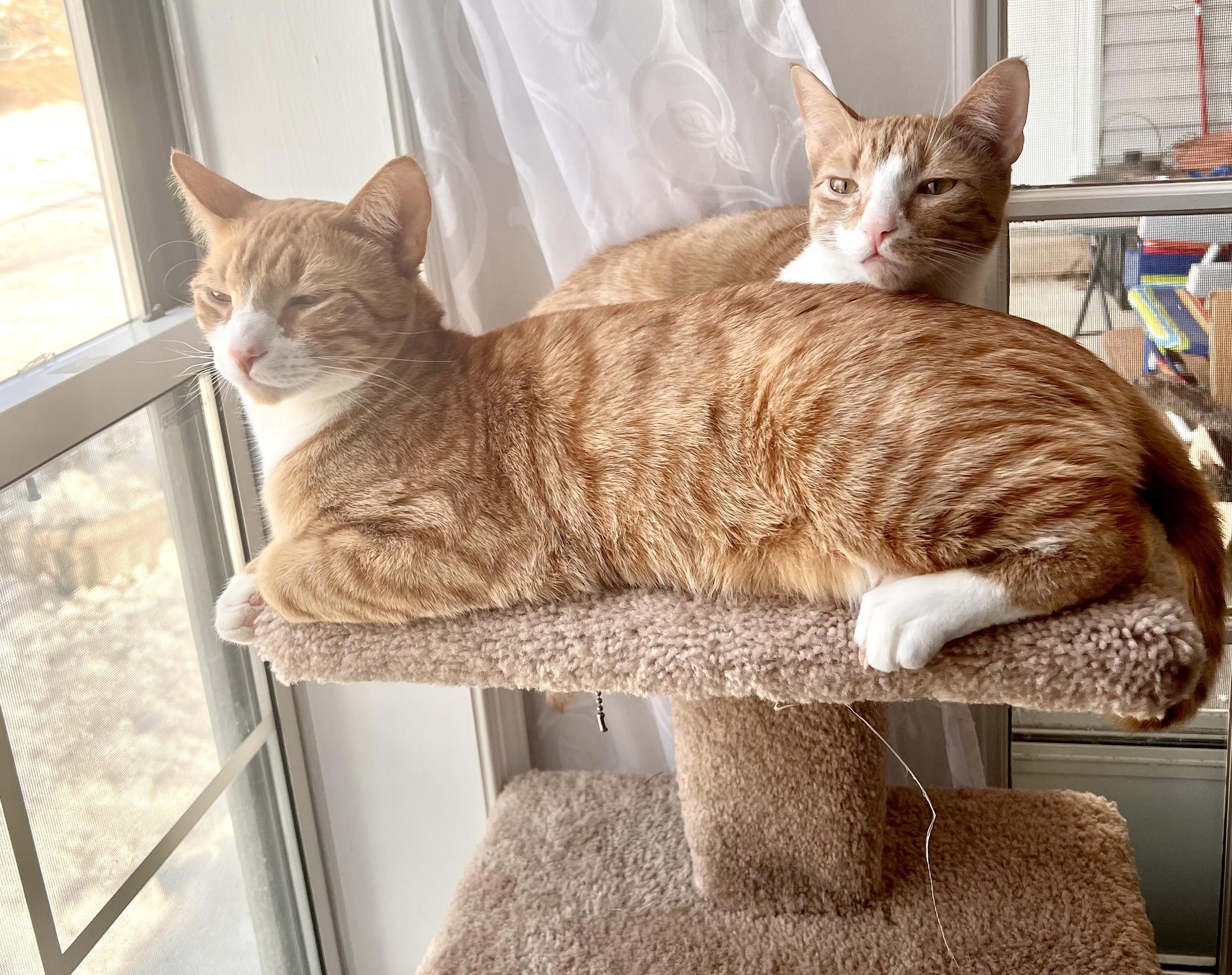 Enlarge Tony and Ron Orange Tabby Brothers, a ADOPTABLE Tabby in Bloomfield, NJ image 5/6