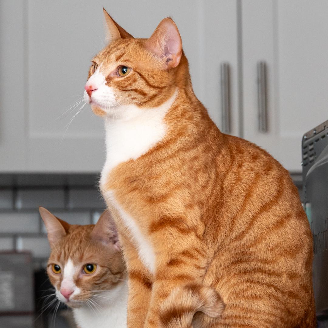 Tony and Ron Orange Tabby Brothers, ADOPTABLE, Young Male Tabby.