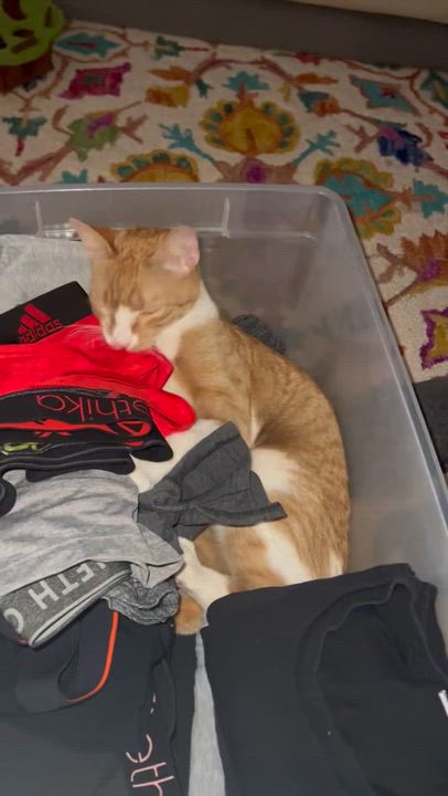 Enlarge Tony and Ron Orange Tabby Brothers, a ADOPTABLE Tabby in Bloomfield, NJ video 6/6