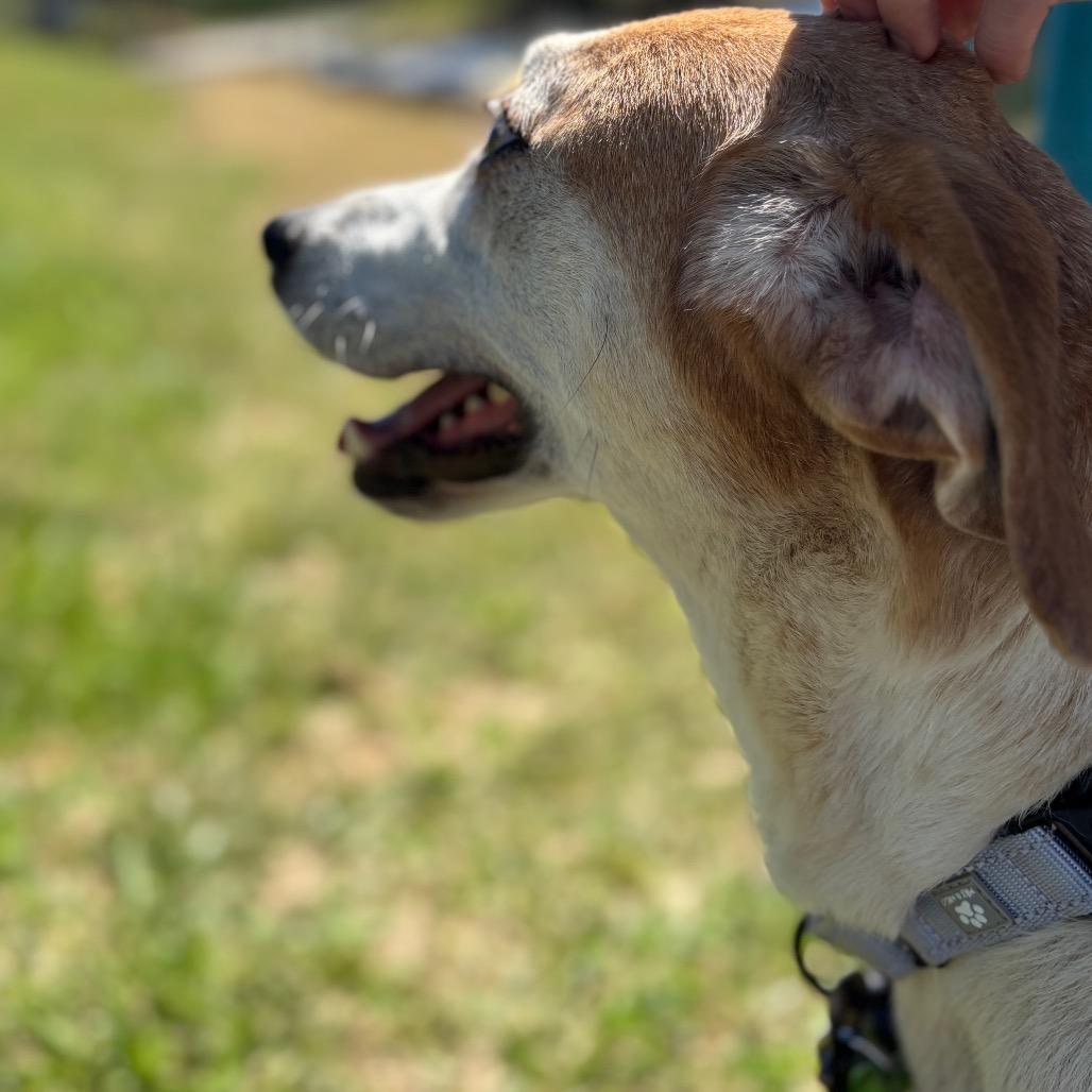 Sunshine, Adoptable, Adult Female Hound.