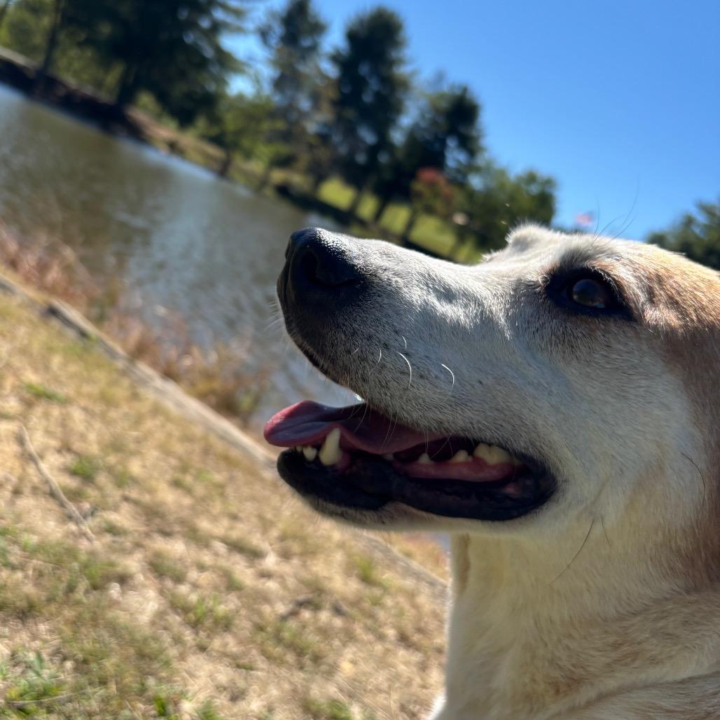 Enlarge Sunshine, a Adoptable Hound in Galax, VA image 3/6