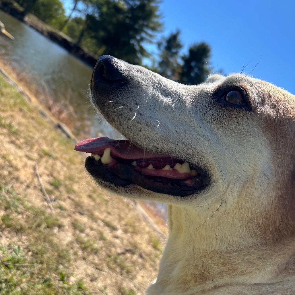 Enlarge Sunshine, a Adoptable Hound in Galax, VA image 4/6
