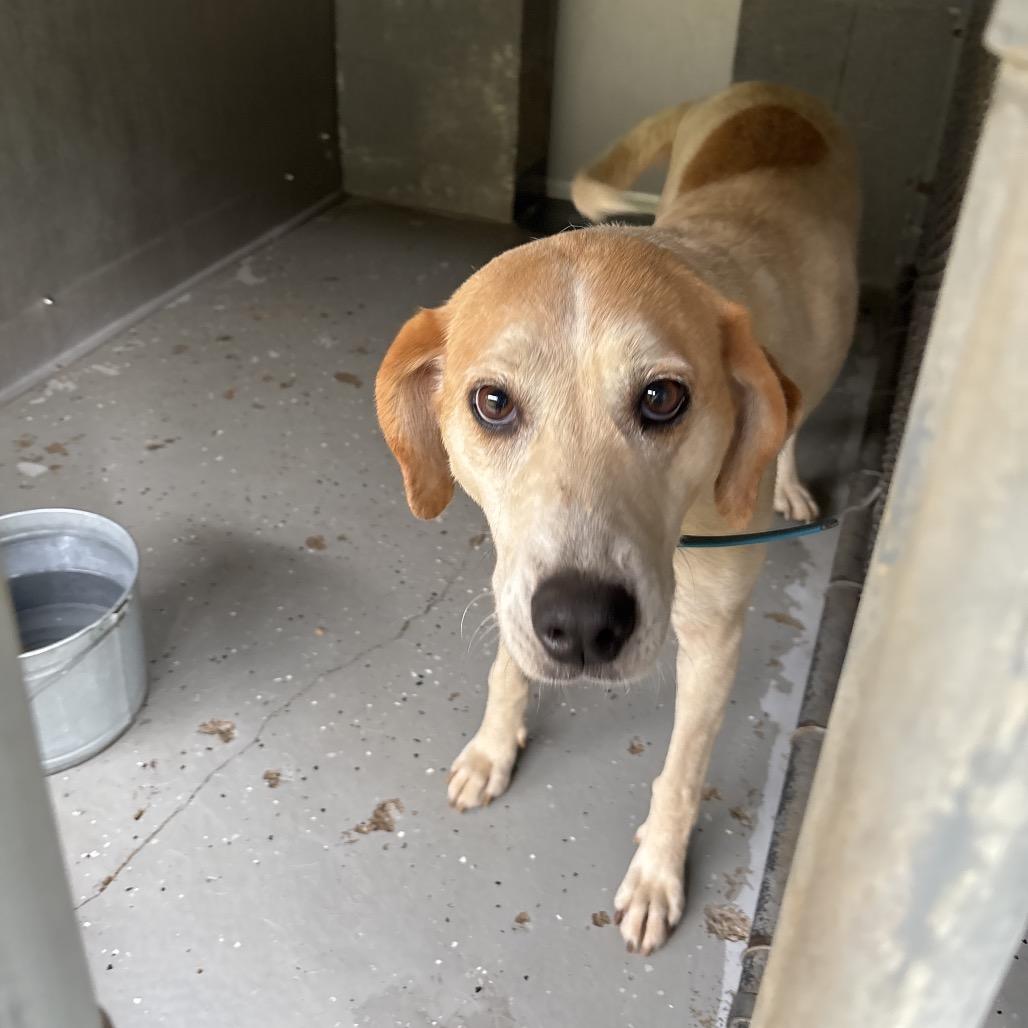 Enlarge Sunshine, a Adoptable Hound in Galax, VA image 5/6