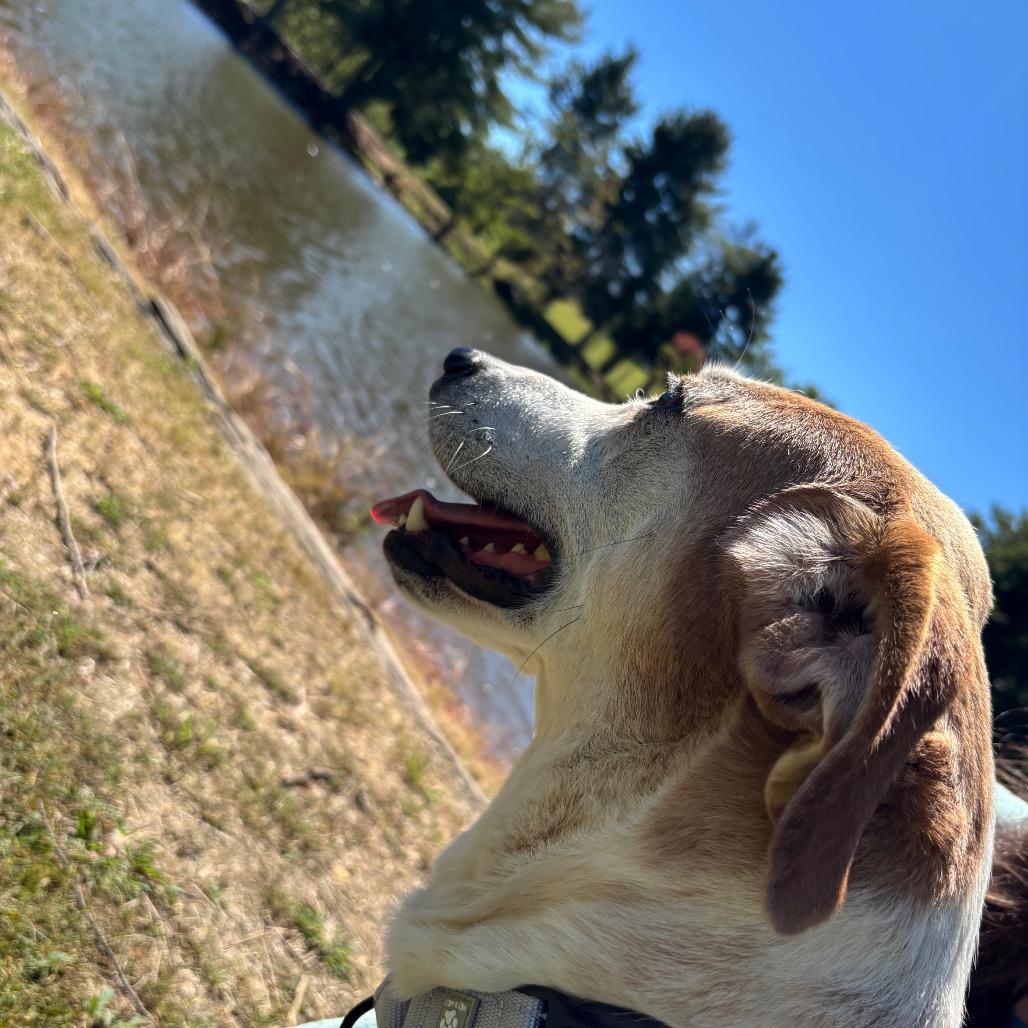 Enlarge Sunshine, a Adoptable Hound in Galax, VA image 6/6