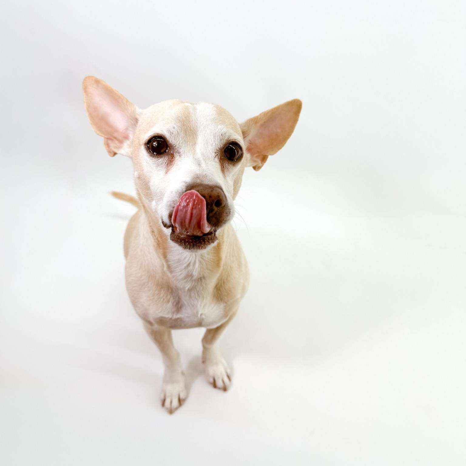 Enlarge Peter, a ADOPTABLE mixed breed in Scottsdale, AZ image 1/4