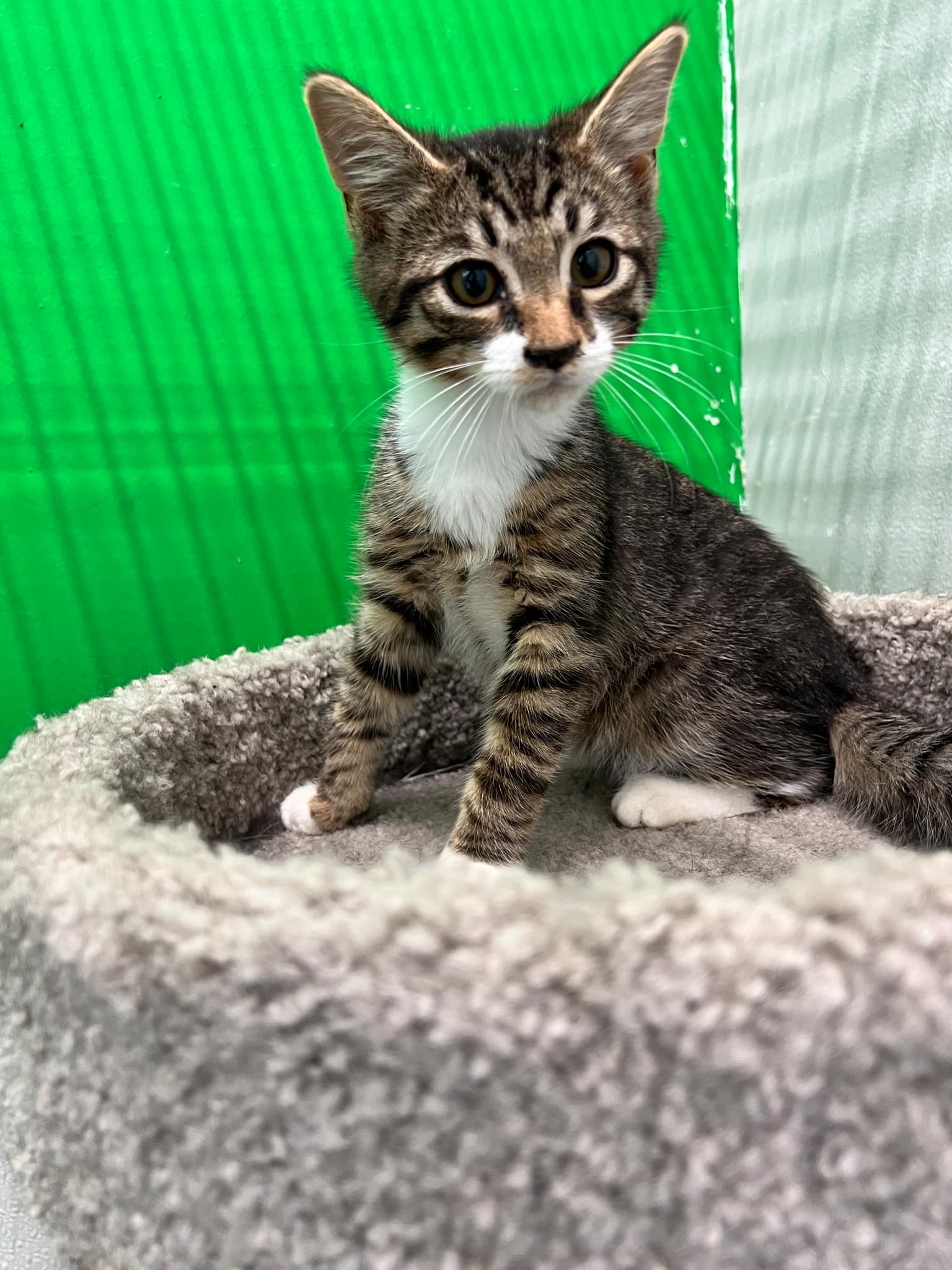 Pez, an adopted Tabby in Hartville, OH_image-1