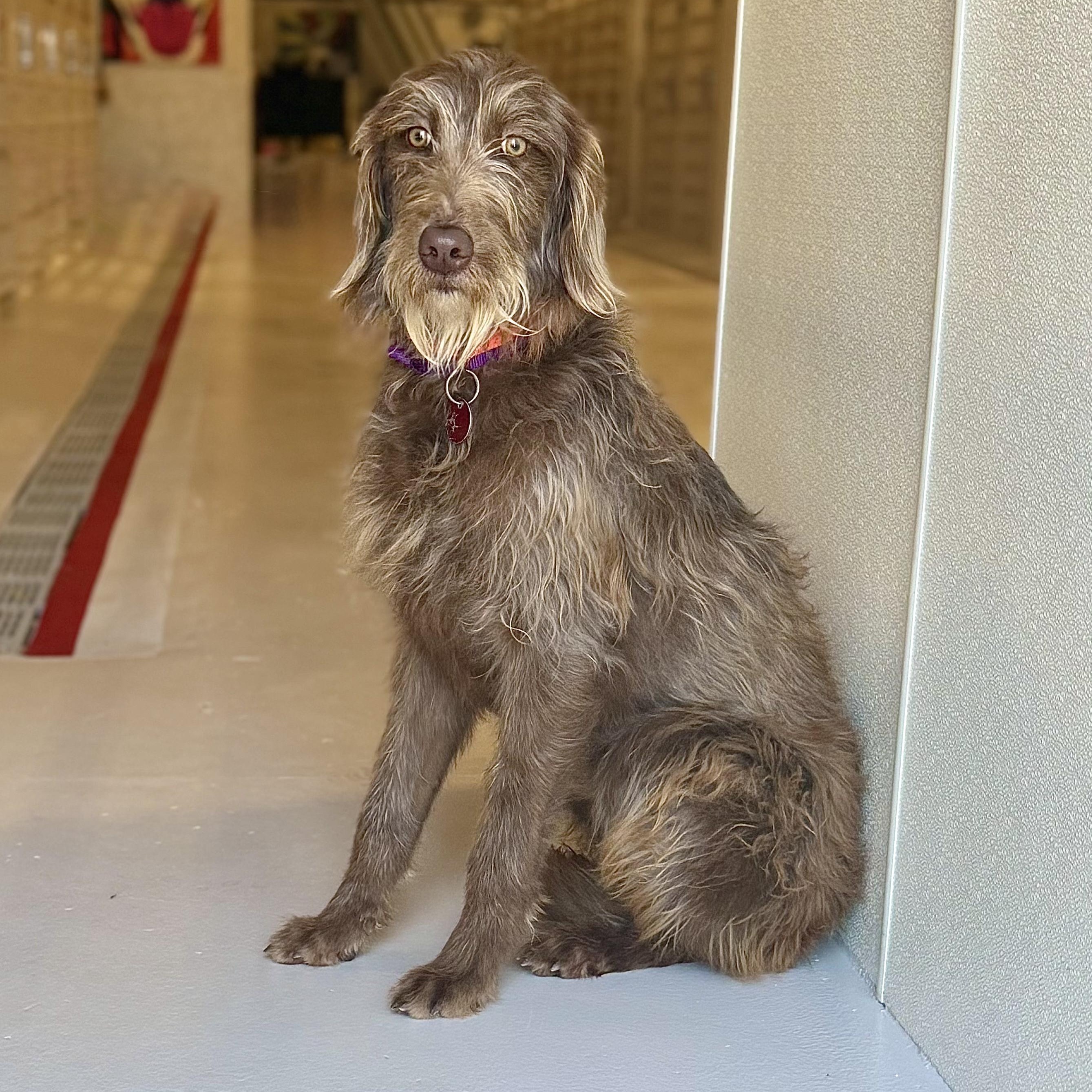 Enlarge Wizard, an adopted Labradoodle in Chicago, IL image 1/1