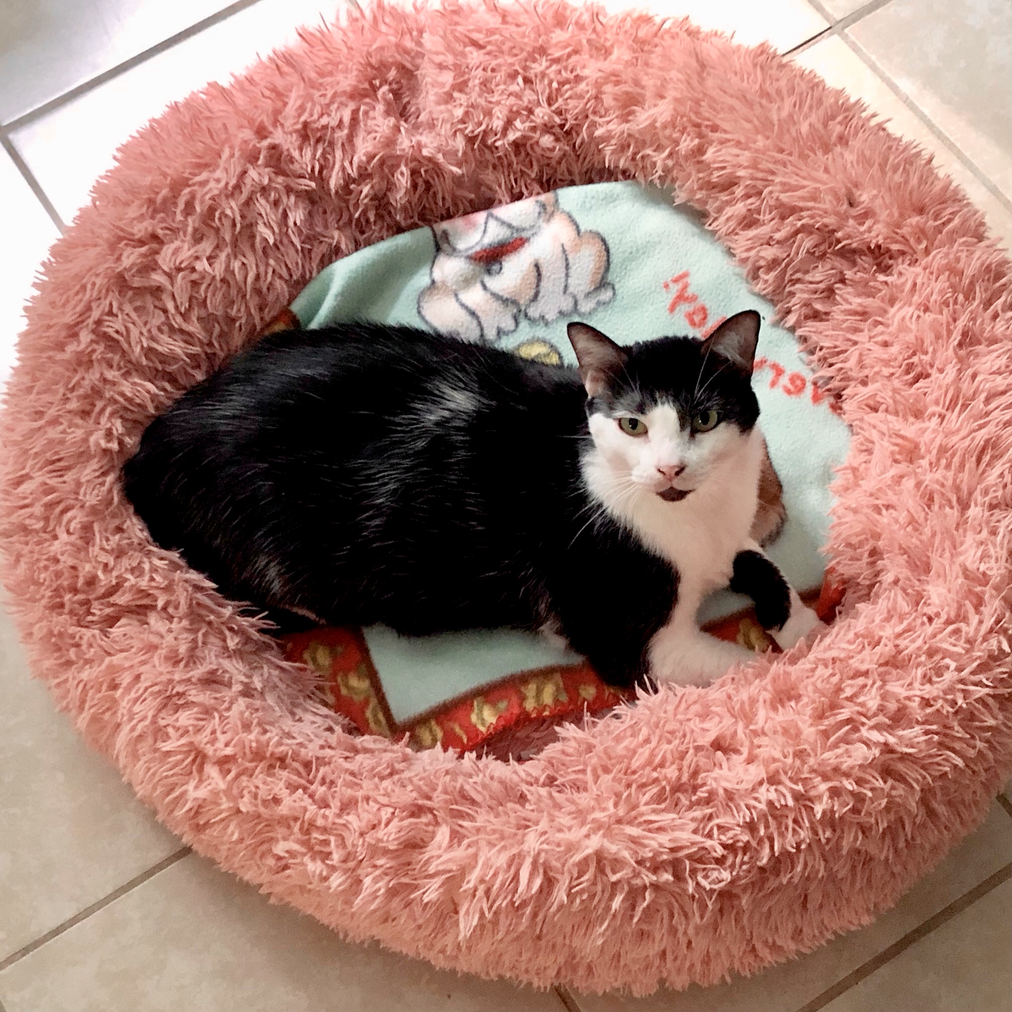 Mister, Adoptable, Adult Male Domestic Short Hair.