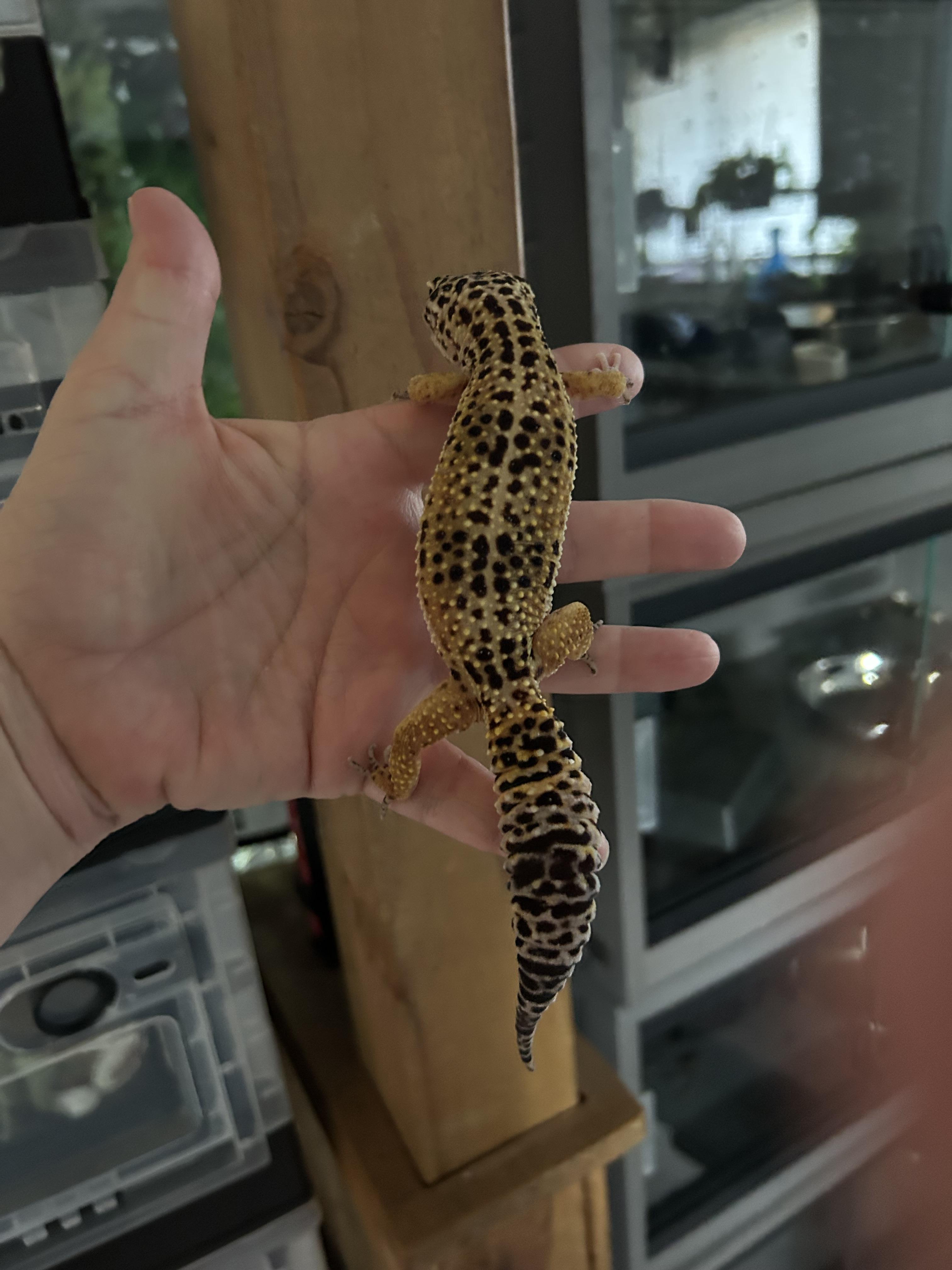 Leopard Gecko Larry, a Adoptable Gecko in Concord, CA image 3/3