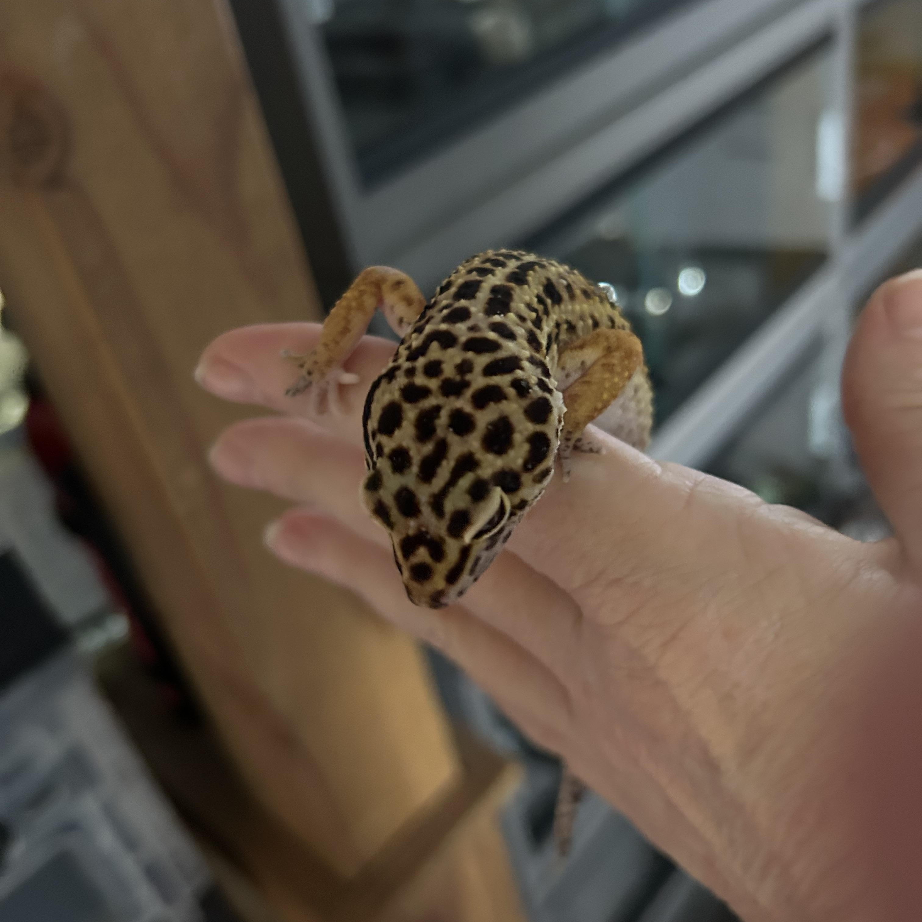 Leopard Gecko Larry, a Adoptable Gecko in Concord, CA image 1/3